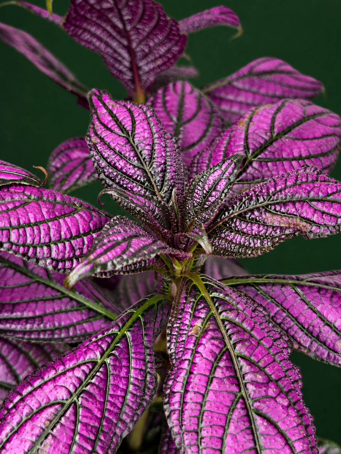 STROBILANTHES DYERIANA METALIICA M13