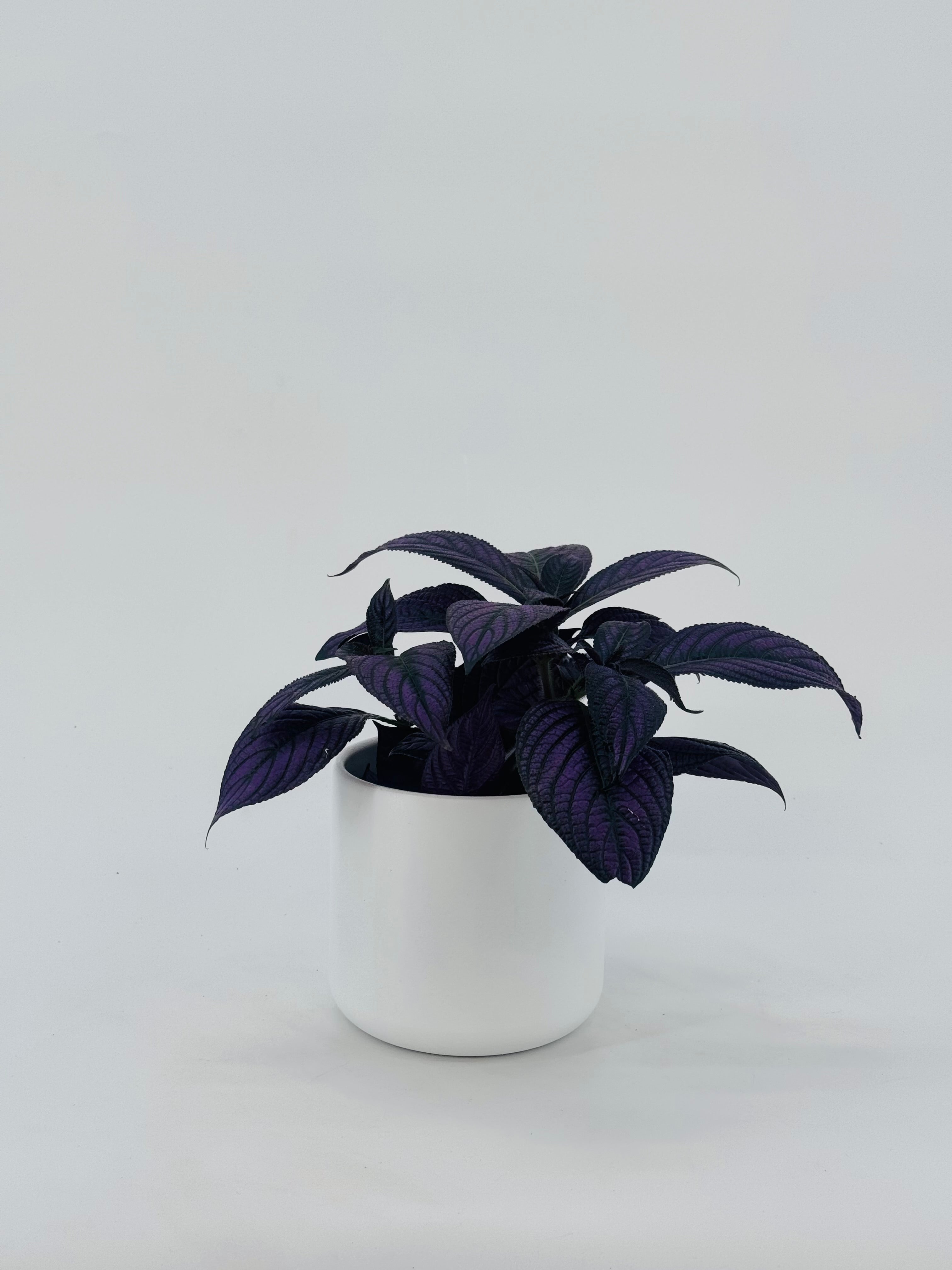 STROBILANTHES DYERIANA METALIICA M13