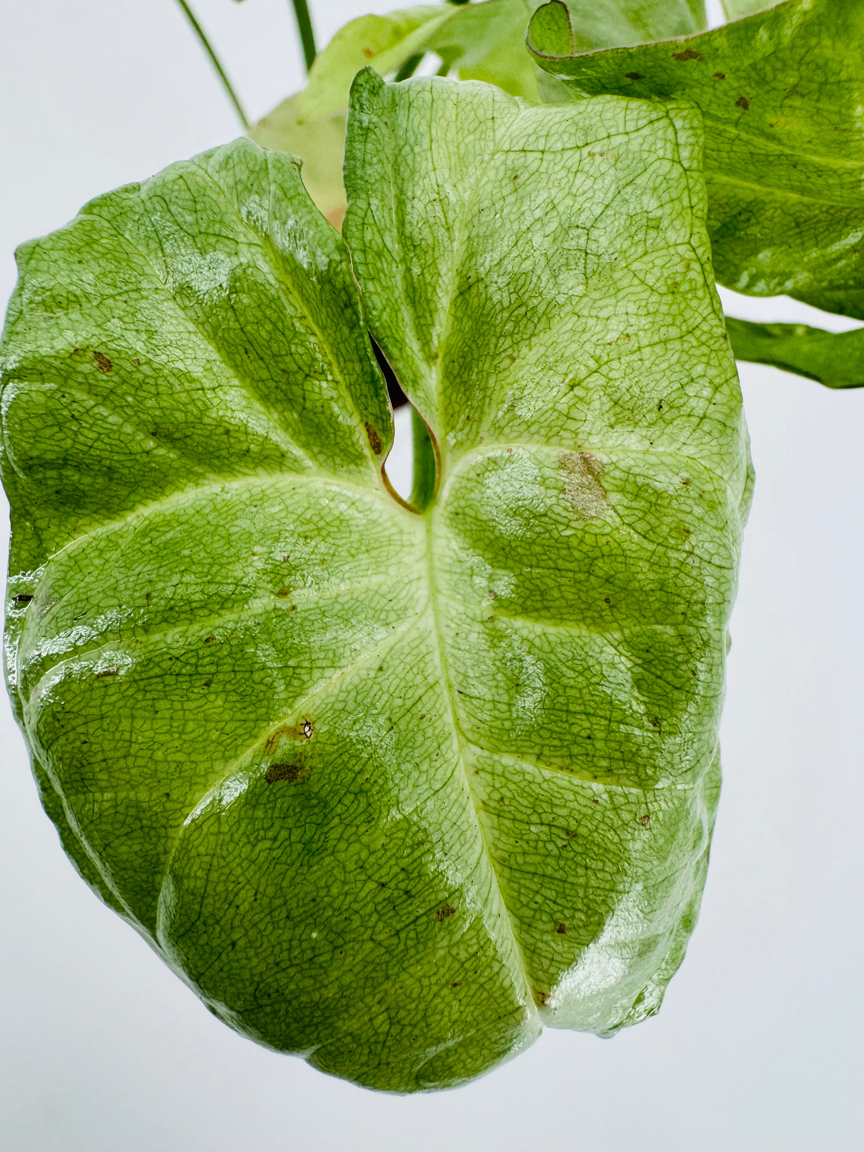 SYNGONIUM CONFETTI M6