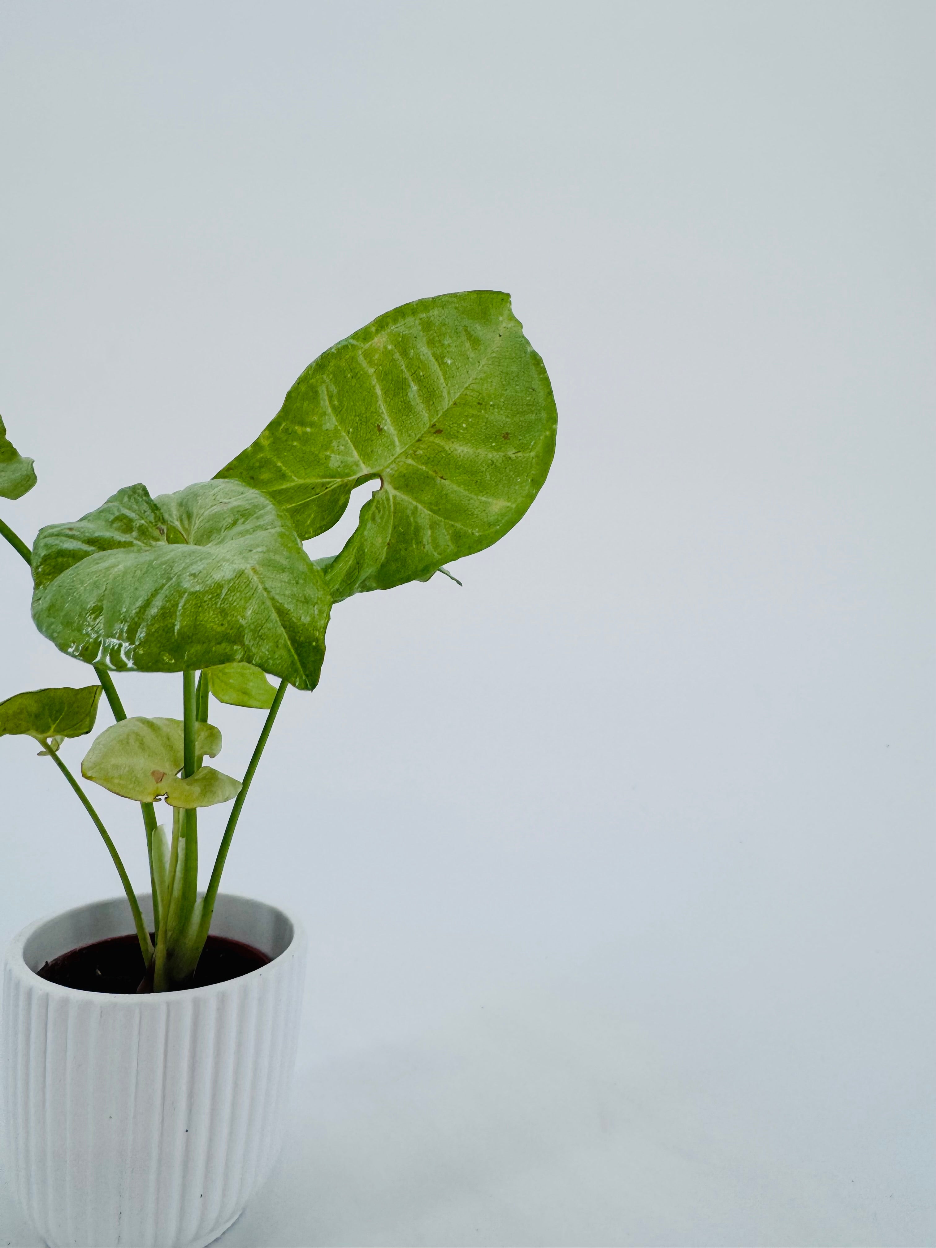 SYNGONIUM CONFETTI M6