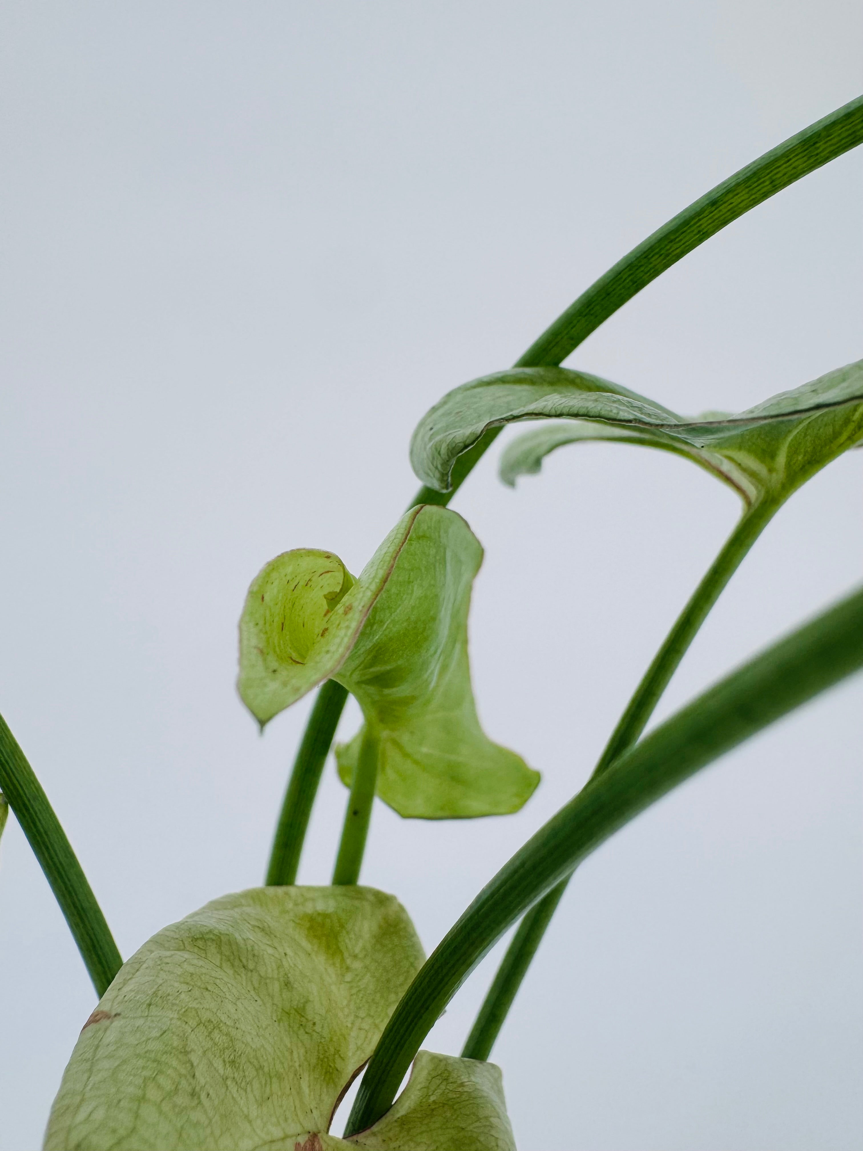 SYNGONIUM CONFETTI M6