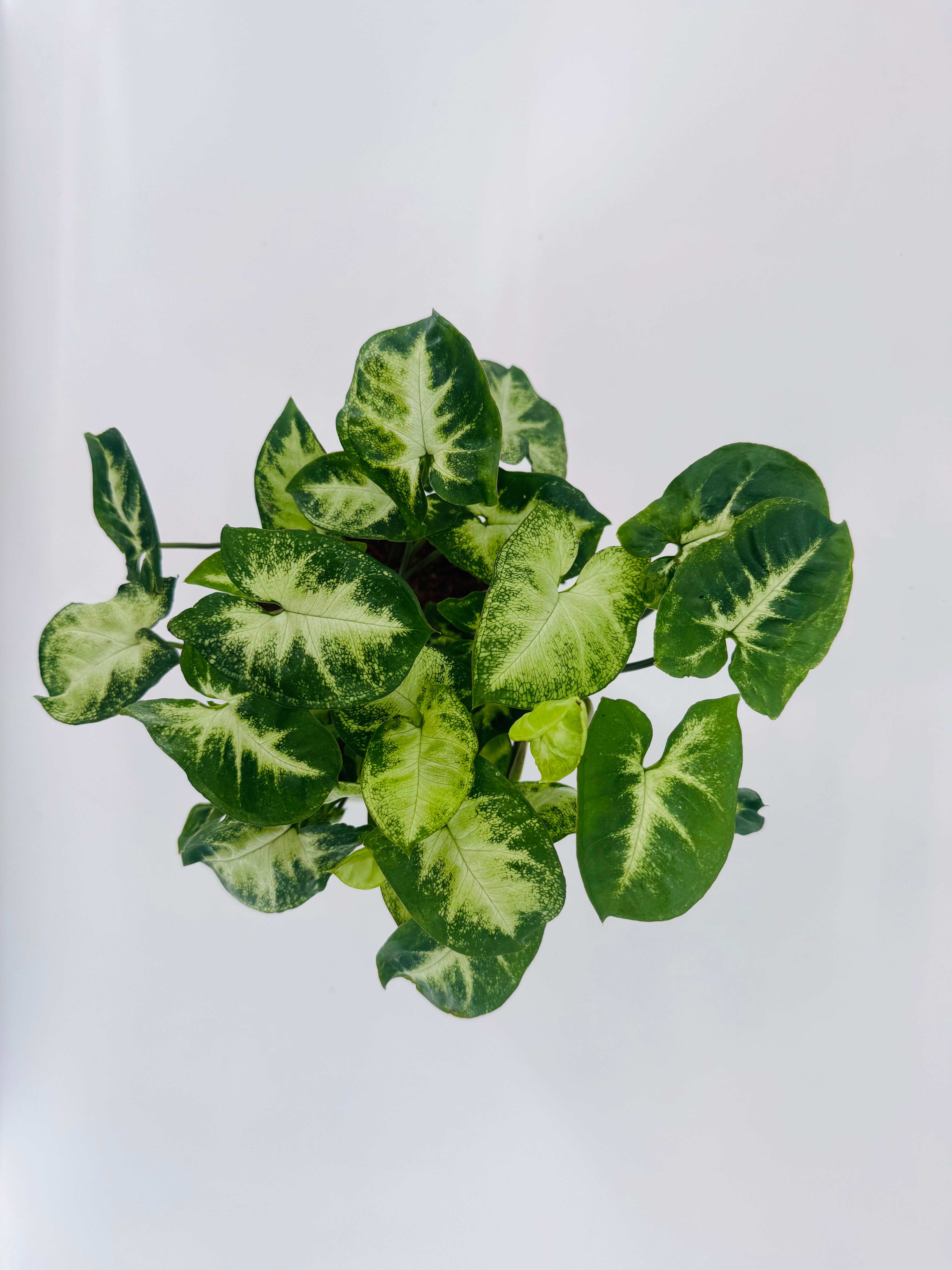 SYNGONIUM PIXIE M12