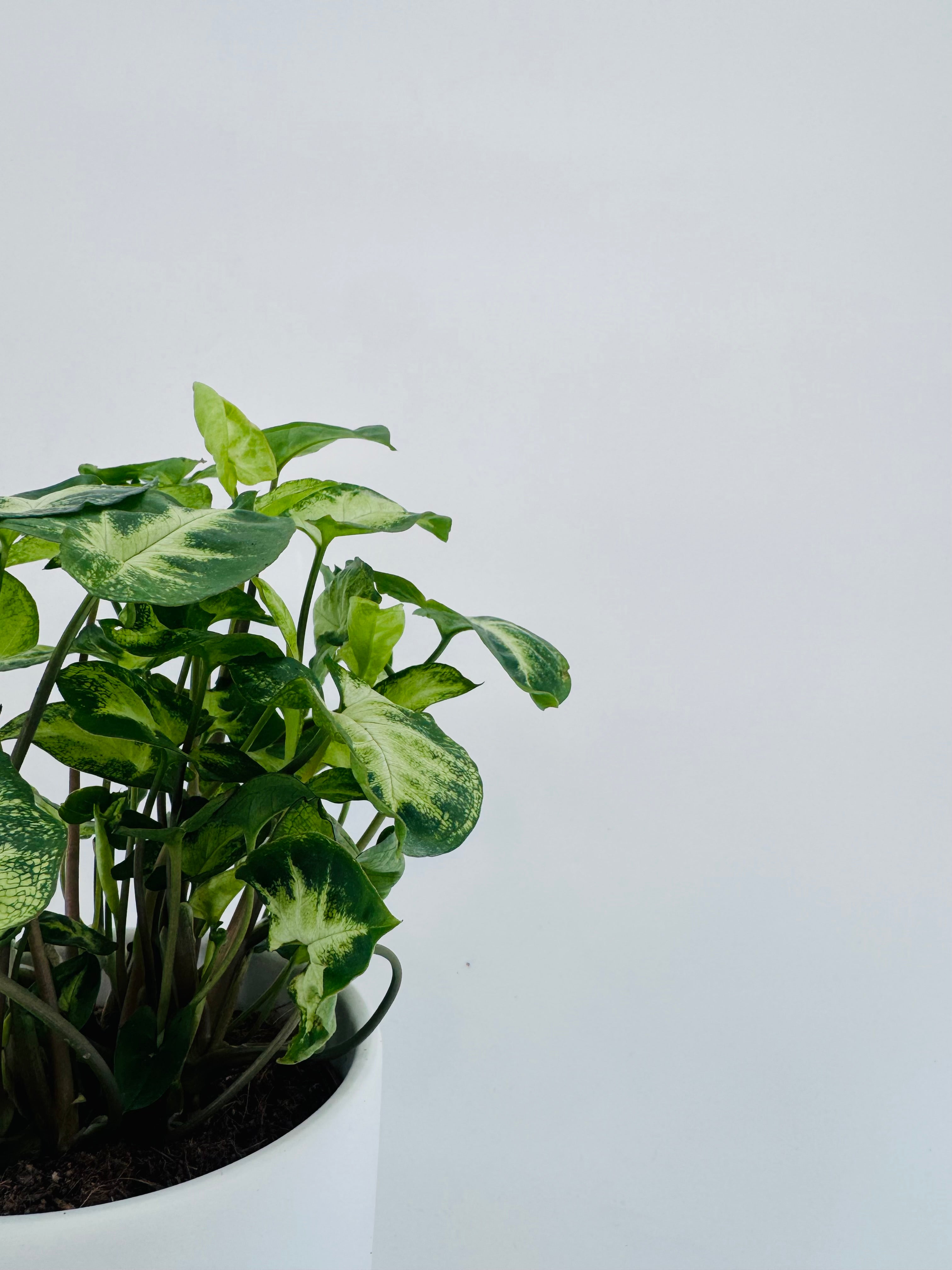 SYNGONIUM PIXIE M12