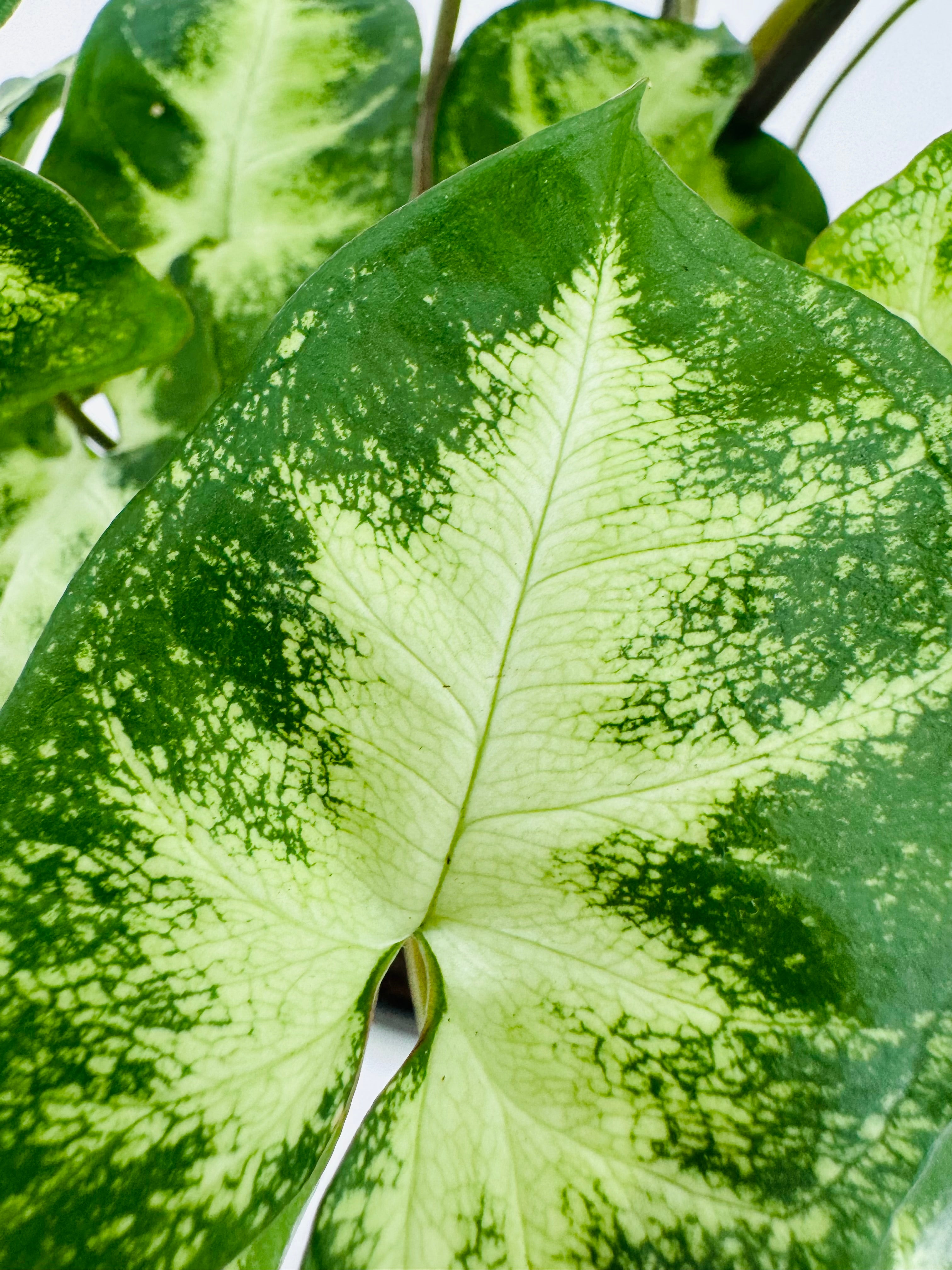 SYNGONIUM PIXIE M12