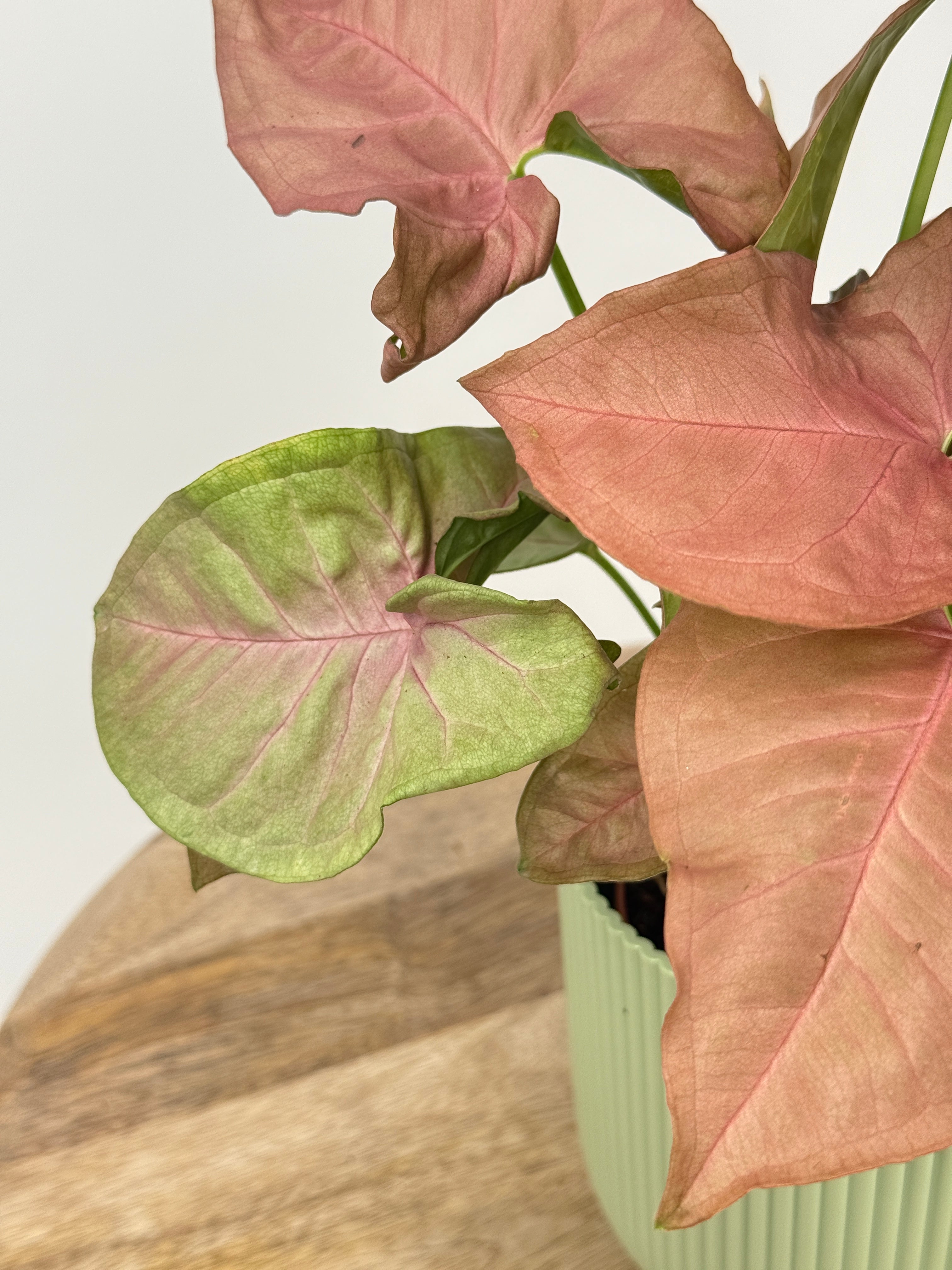 SYNGONIUM PODOPHYLLUM
