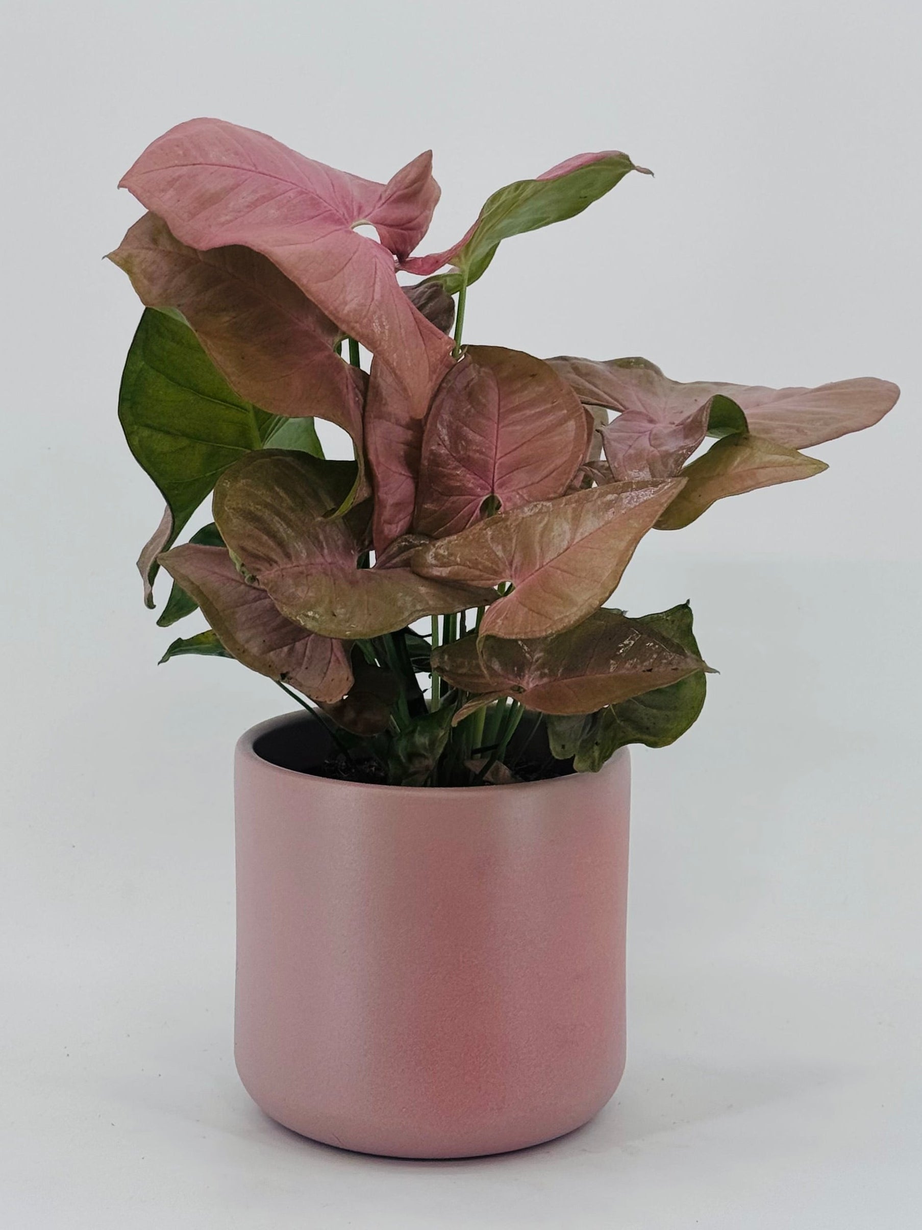 Planta Syngonium podophyllum rosa en maceta cilíndrica de cerámica rosada sobre fondo blanco.