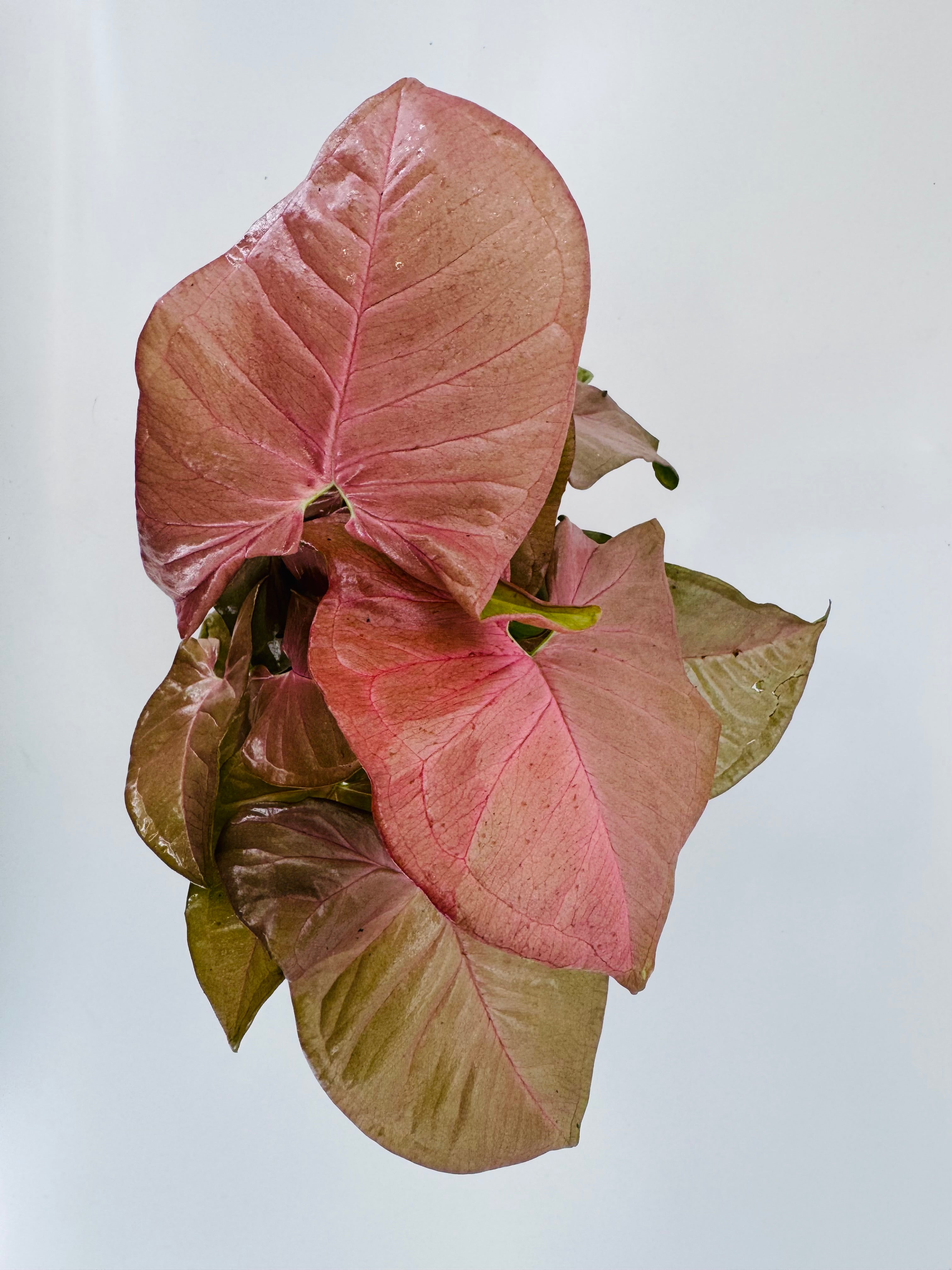 SYNGONIUM PODOPHYLLUM