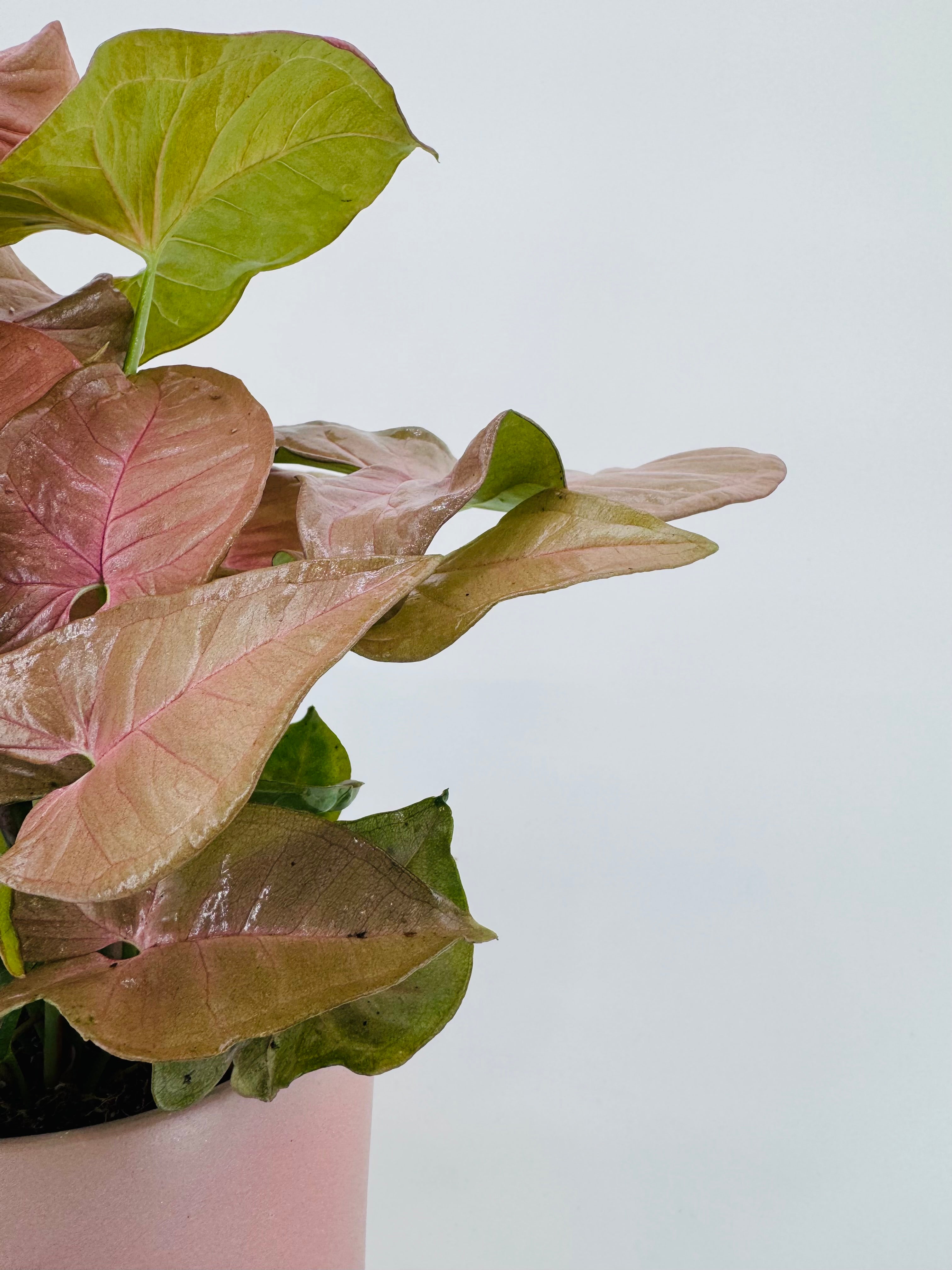 SYNGONIUM PODOPHYLLUM