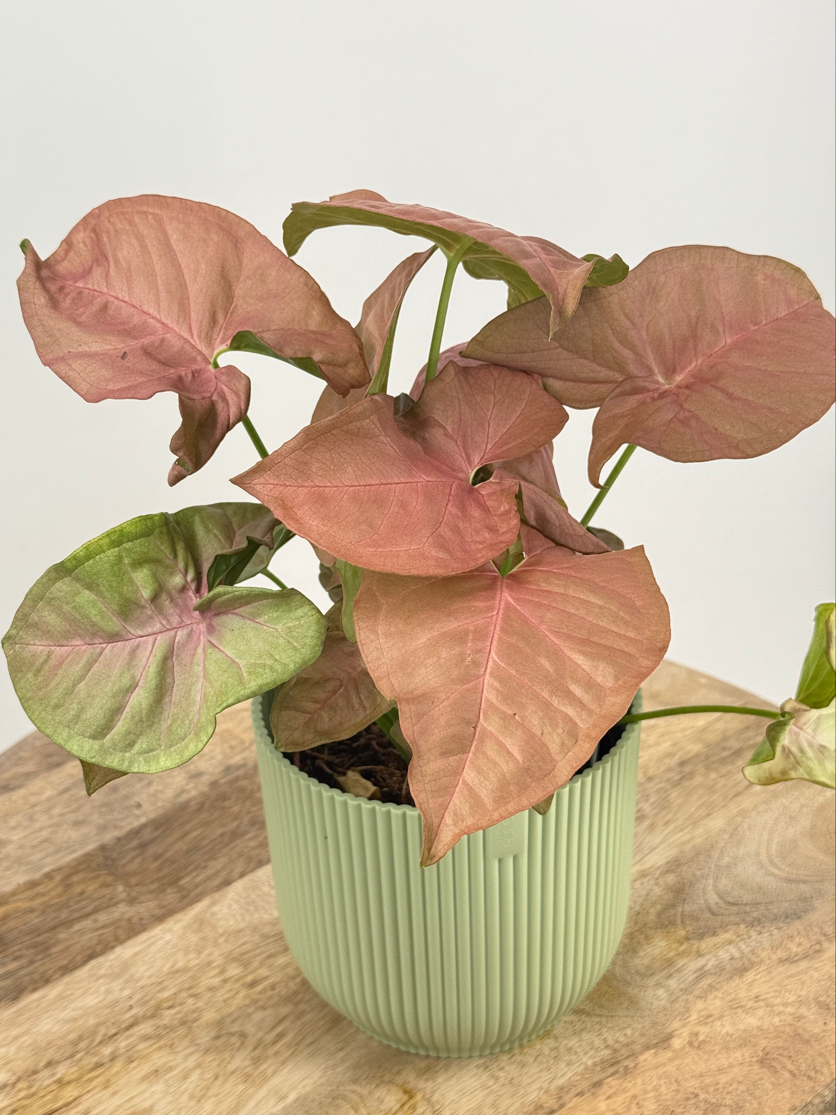 SYNGONIUM PODOPHYLLUM