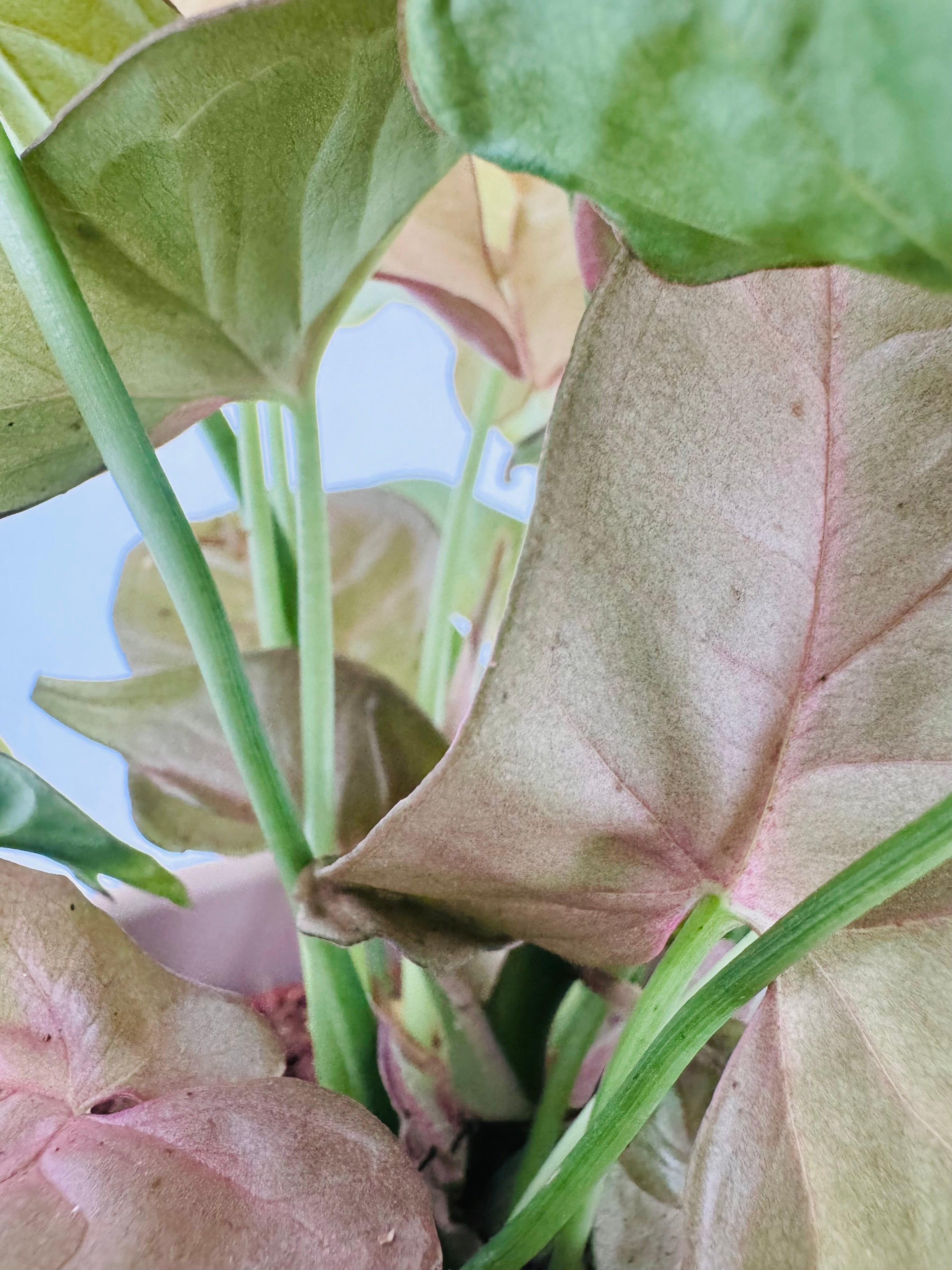 Primer plano de hojas de Syngonium podophyllum con tonos verdes y rosados, mostrando su forma de flecha.