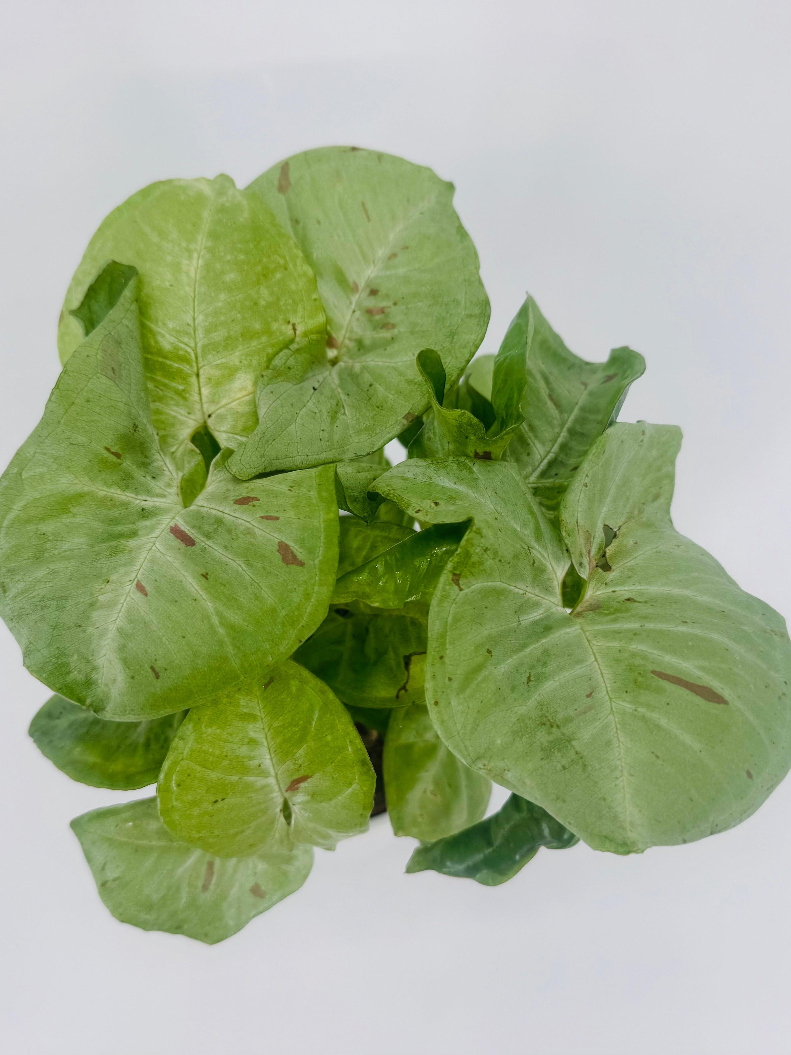 SYNGONIUM SPECIAL M12