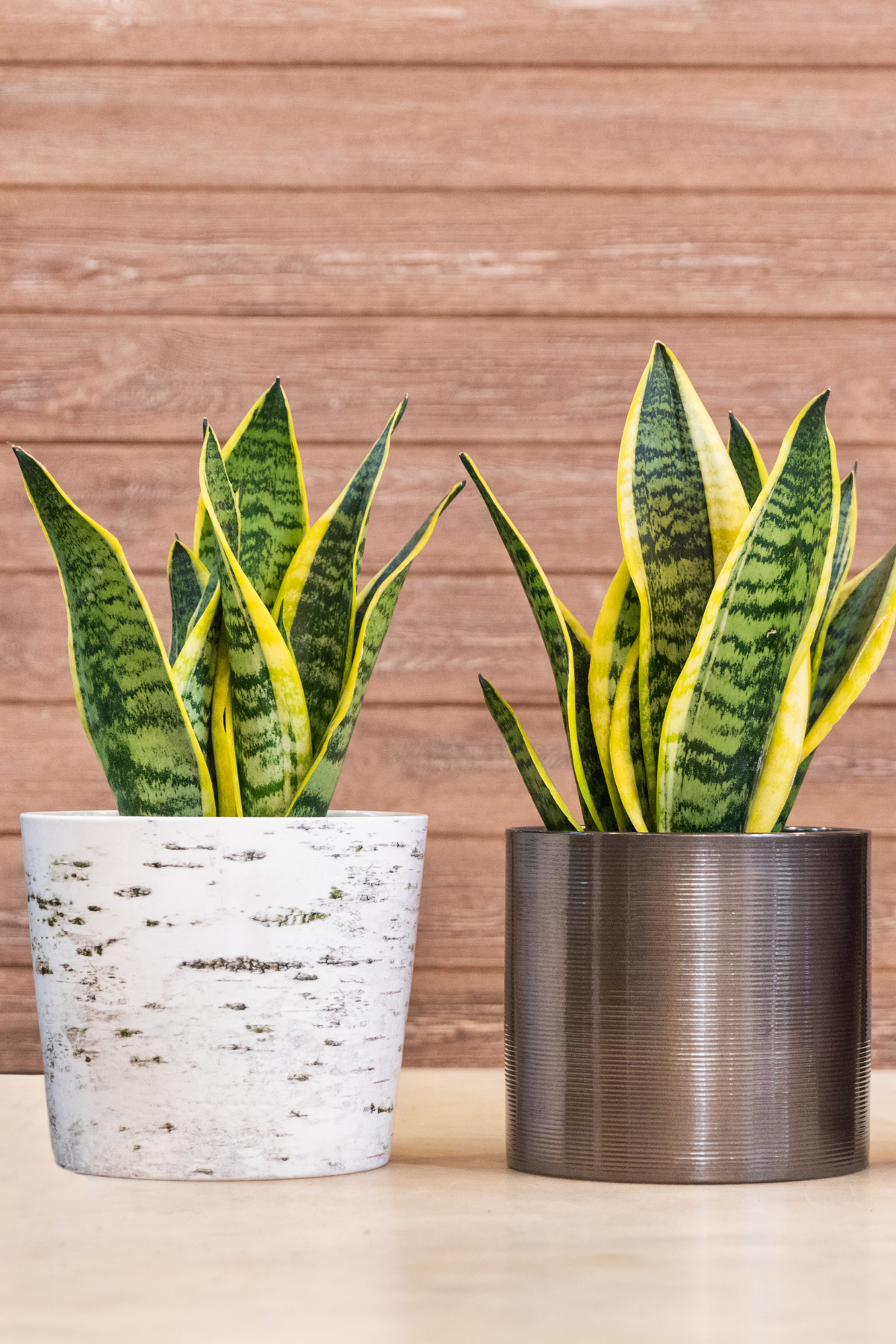 SANSEVIERIA LAURENTII C24