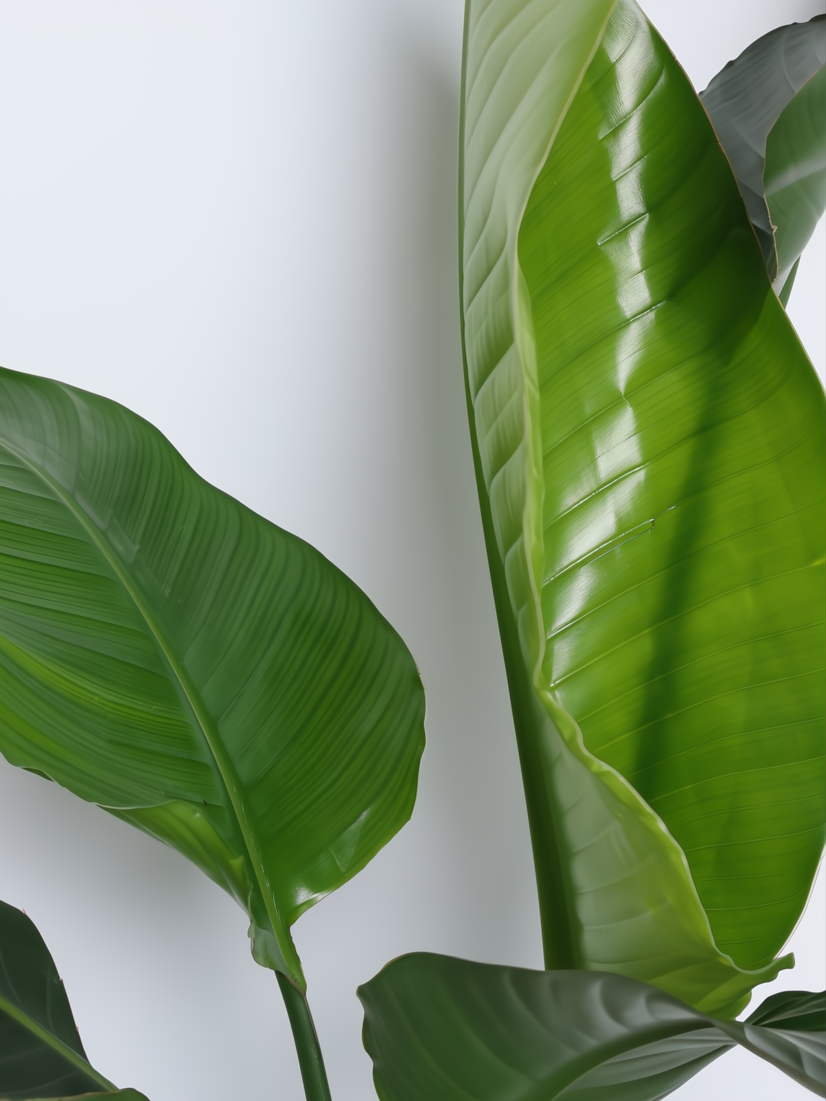 STRELITZIA NICOLAI C25L