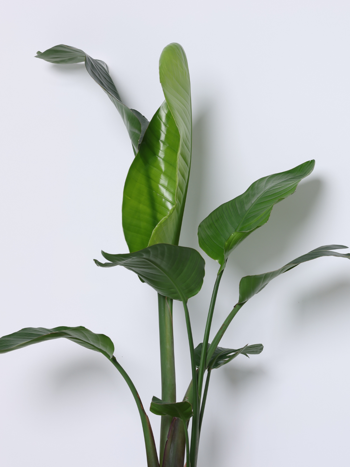 STRELITZIA NICOLAI C25L