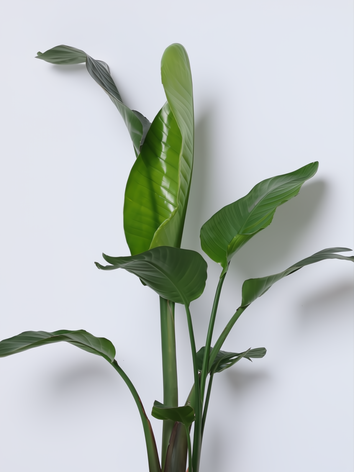 Strelitzia nicolai C25L con hojas grandes, verdes intensas y aspecto tropical, ideal para decoración.