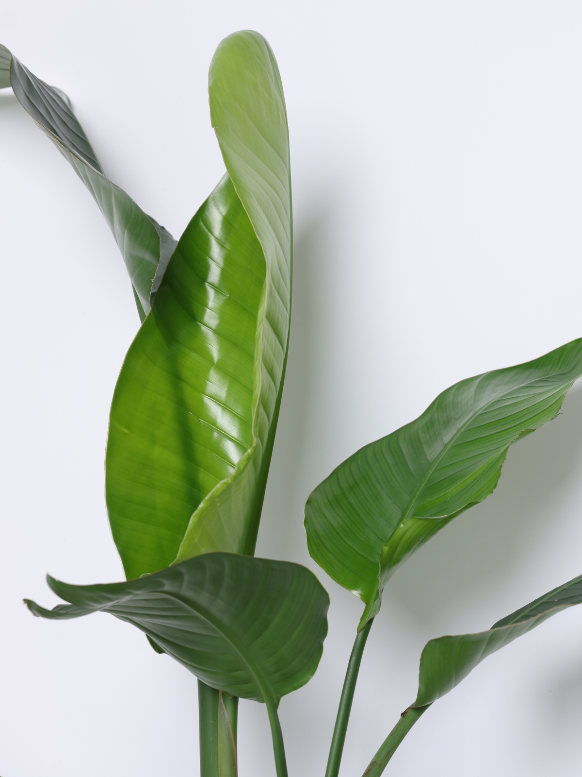 STRELITZIA NICOLAI C25L