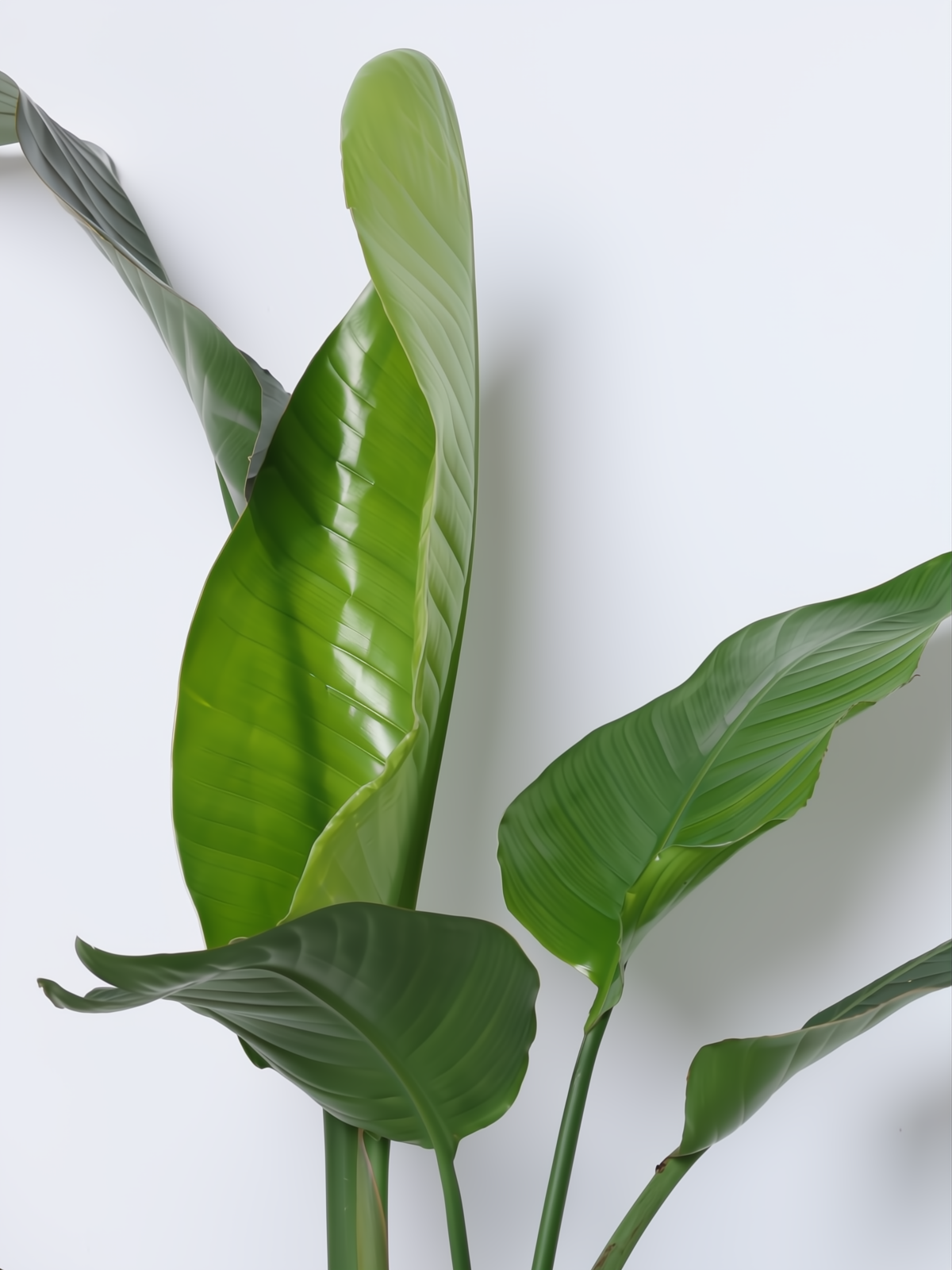 Strelitzia nicolai C25L con grandes hojas tropicales verde intenso, ideal para interiores.