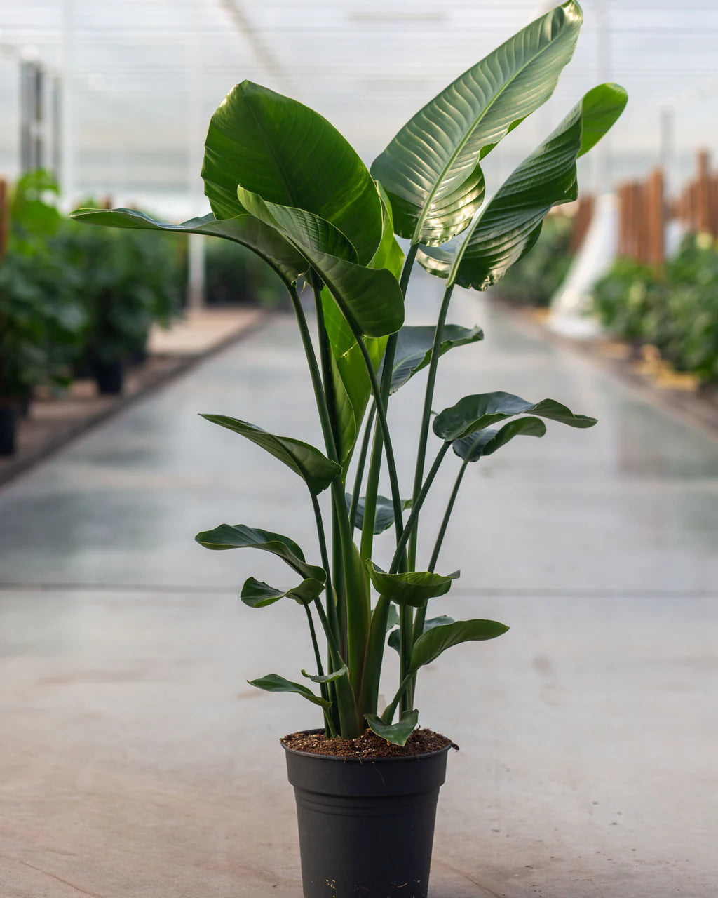 STRELITZIA NICOLAI C25L