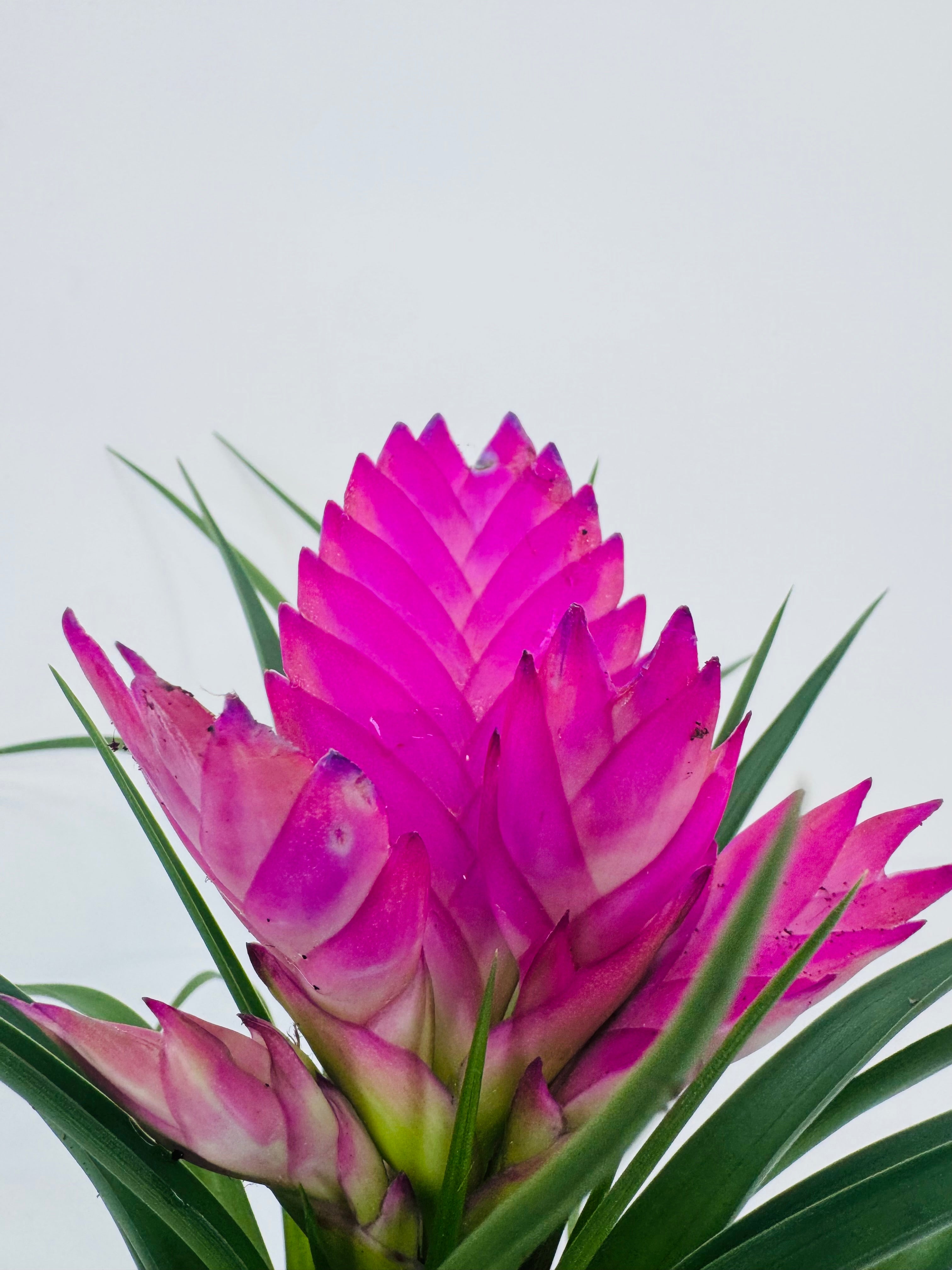 TILLANDSIA CYANEA ANITA ROSA