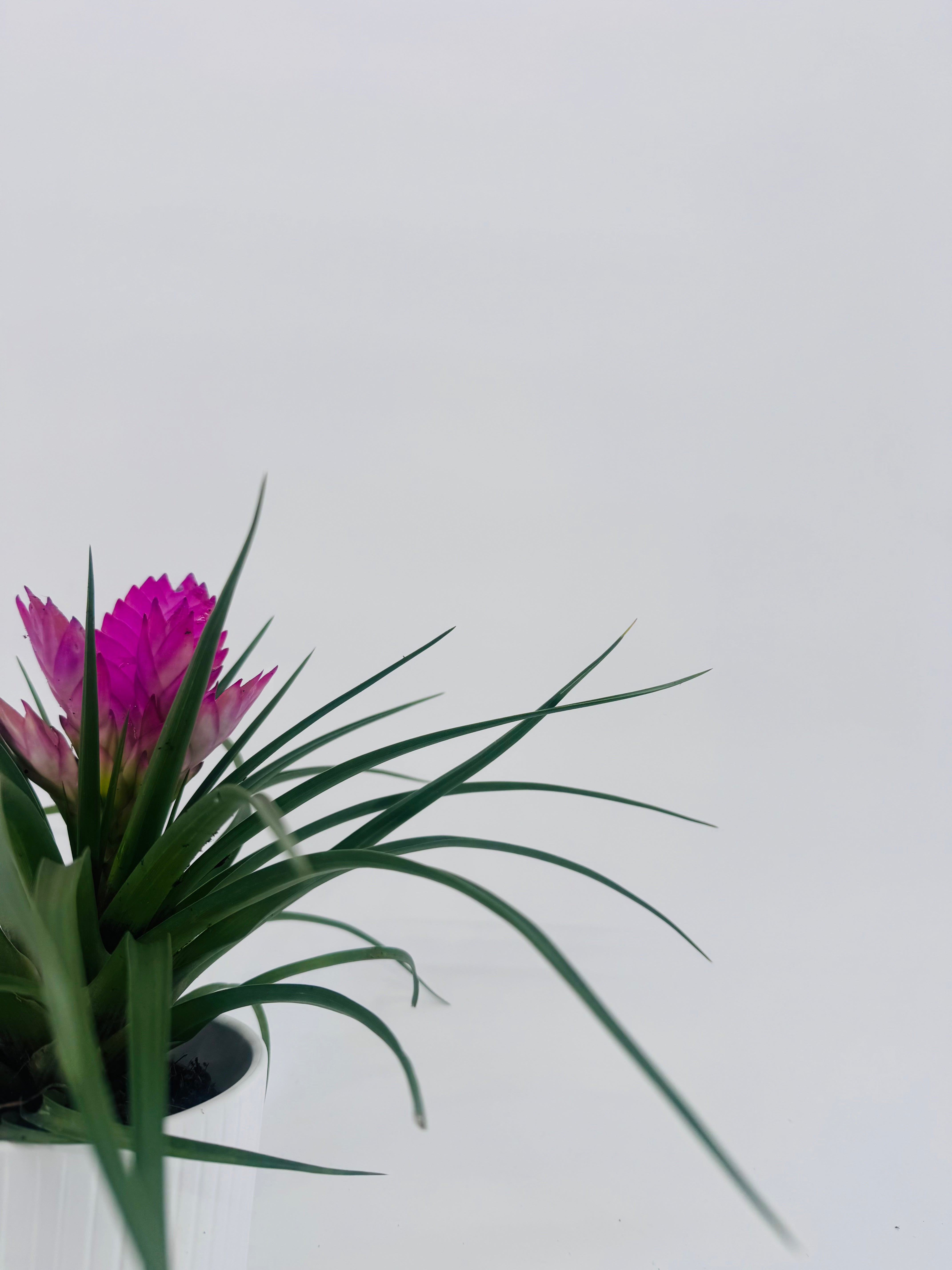 TILLANDSIA CYANEA ANITA ROSA