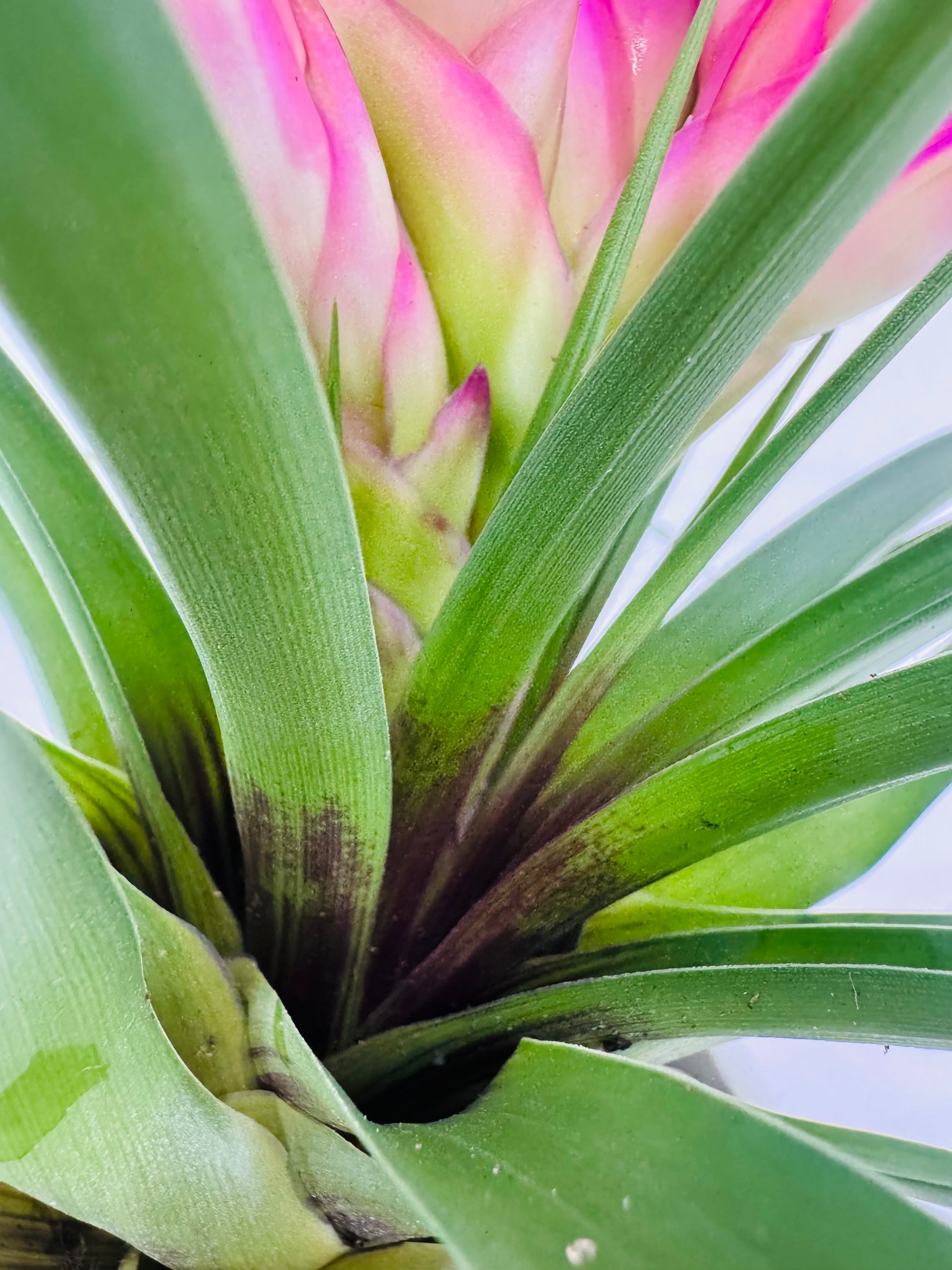 TILLANDSIA CYANEA ANITA ROSA