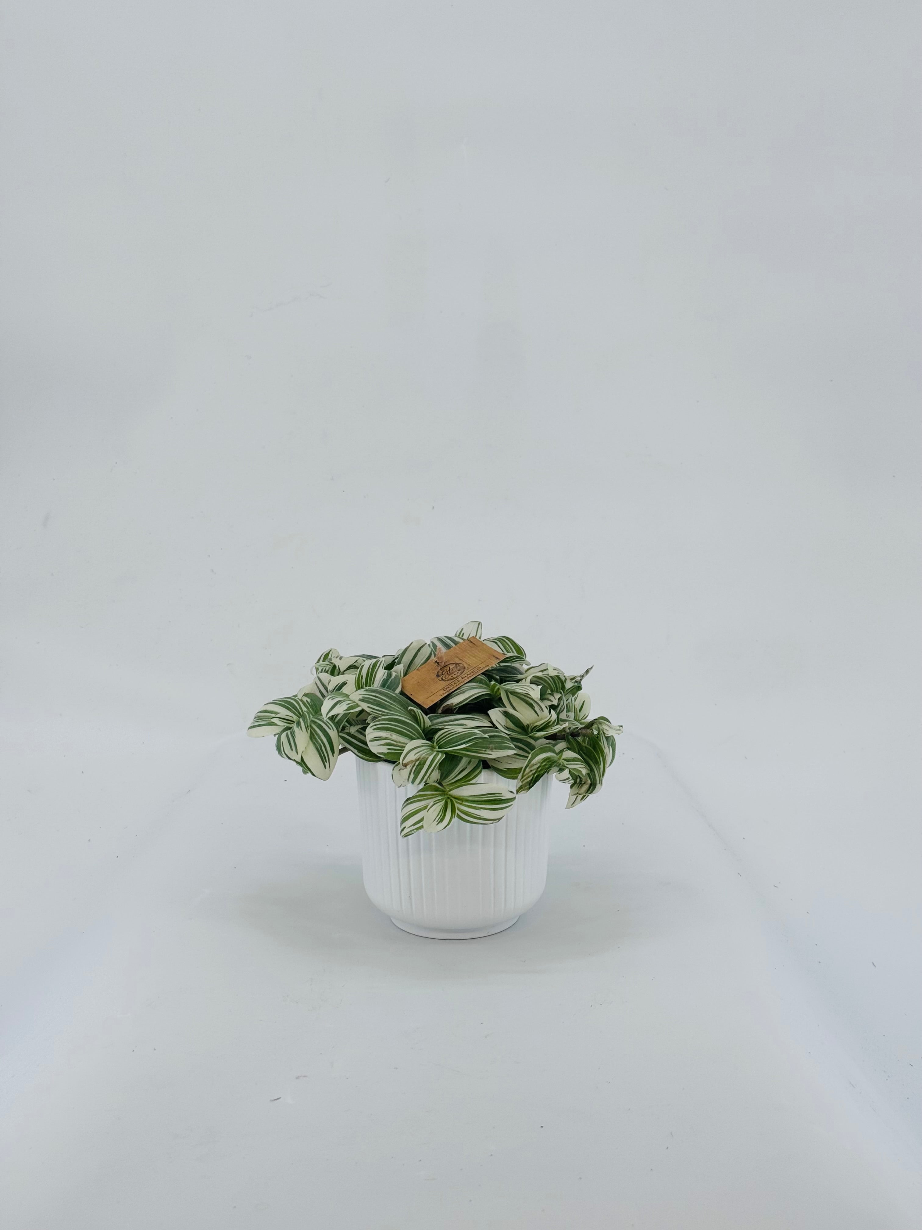 TRADESCANTIA BRIGHTNESS M12