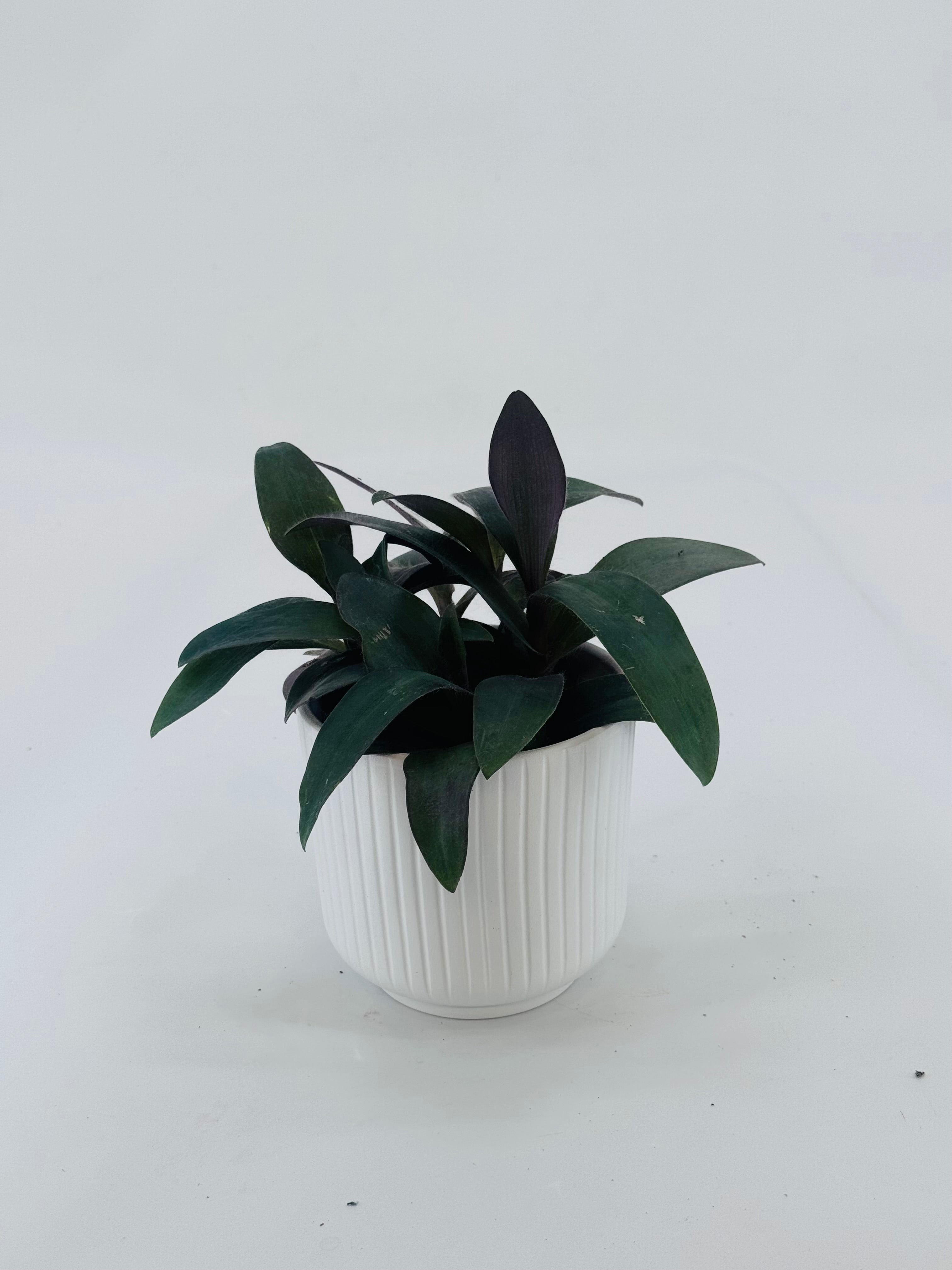 TRADESCANTIA PALLIDA PURPUREA M10,5