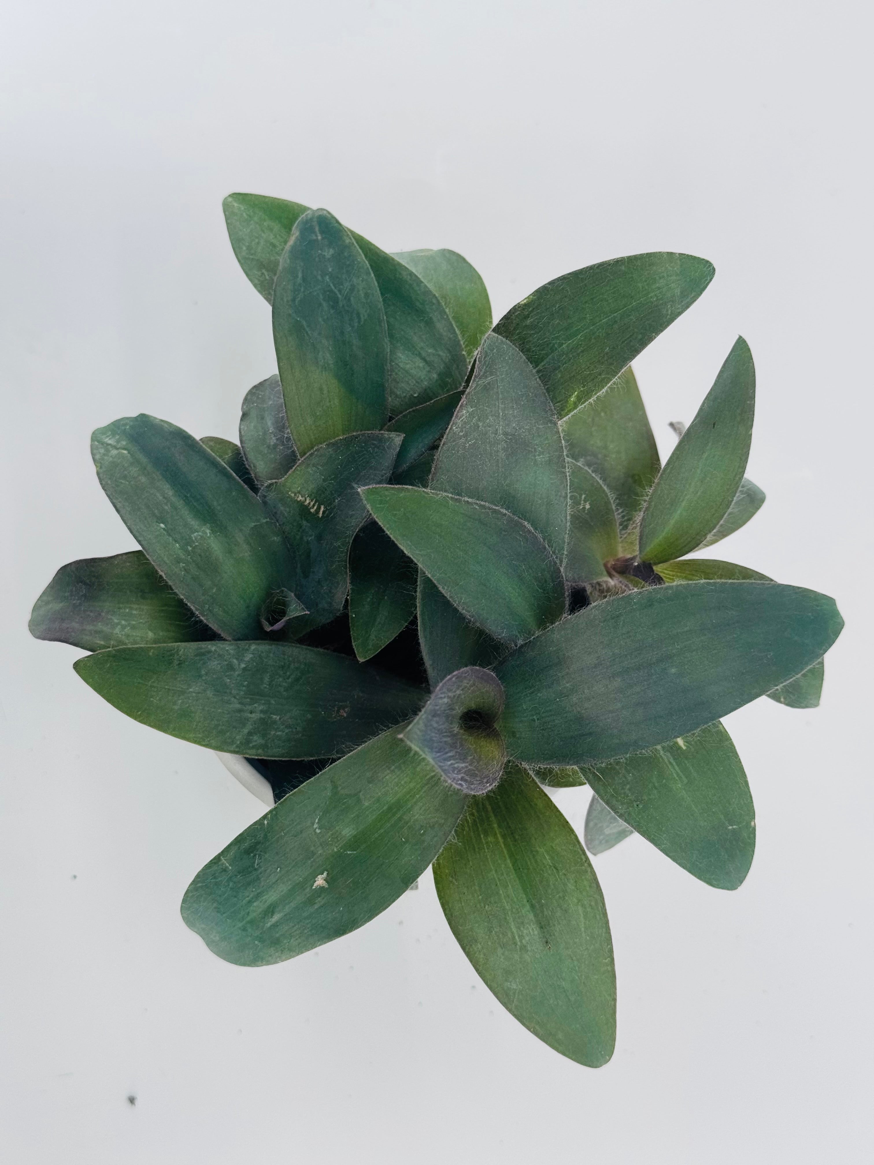 TRADESCANTIA PALLIDA PURPUREA M10,5