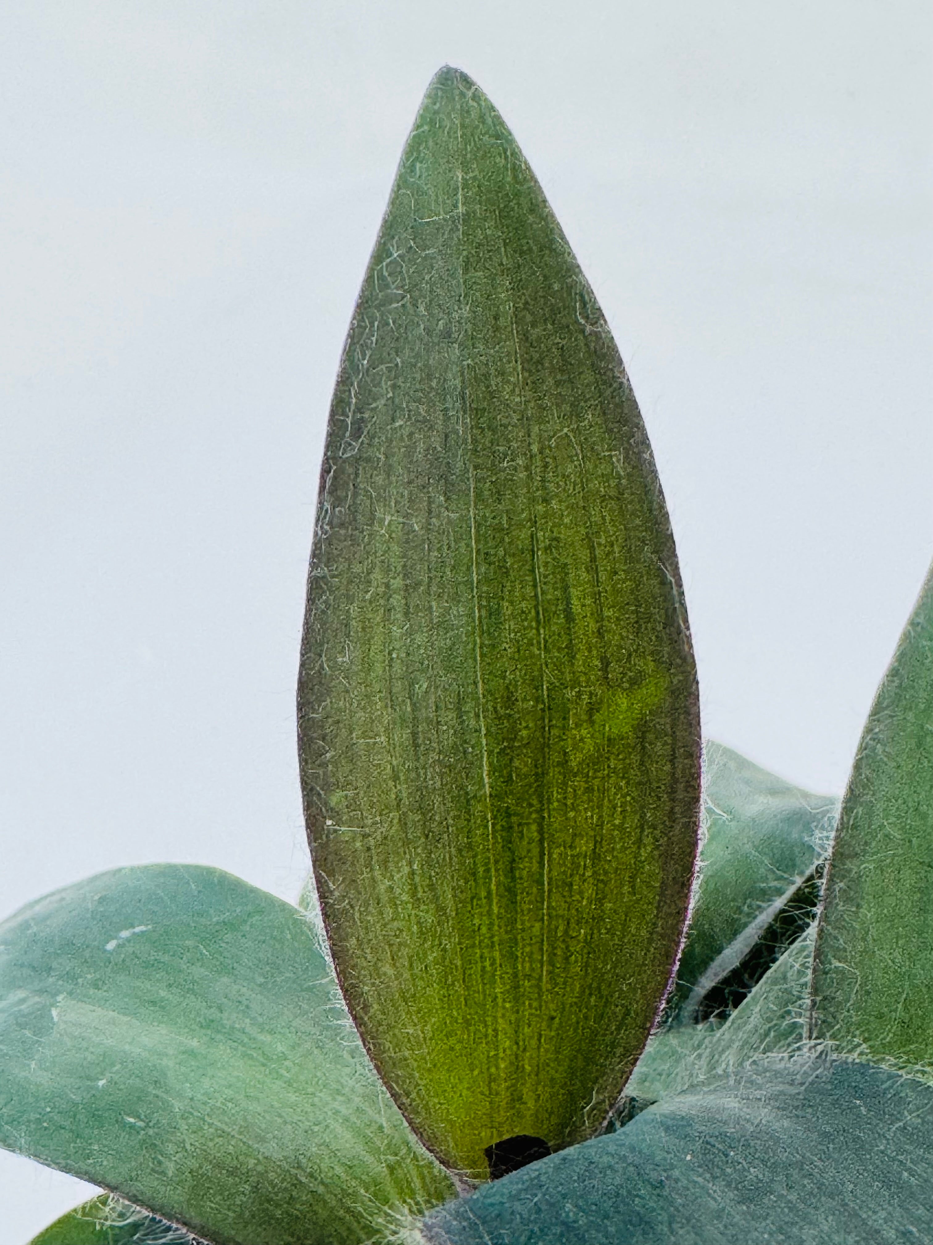 Hoja alargada de Tradescantia pallida 'Purpurea' M10,5 con tonos verdes y púrpuras, y textura ligeramente vellosa.