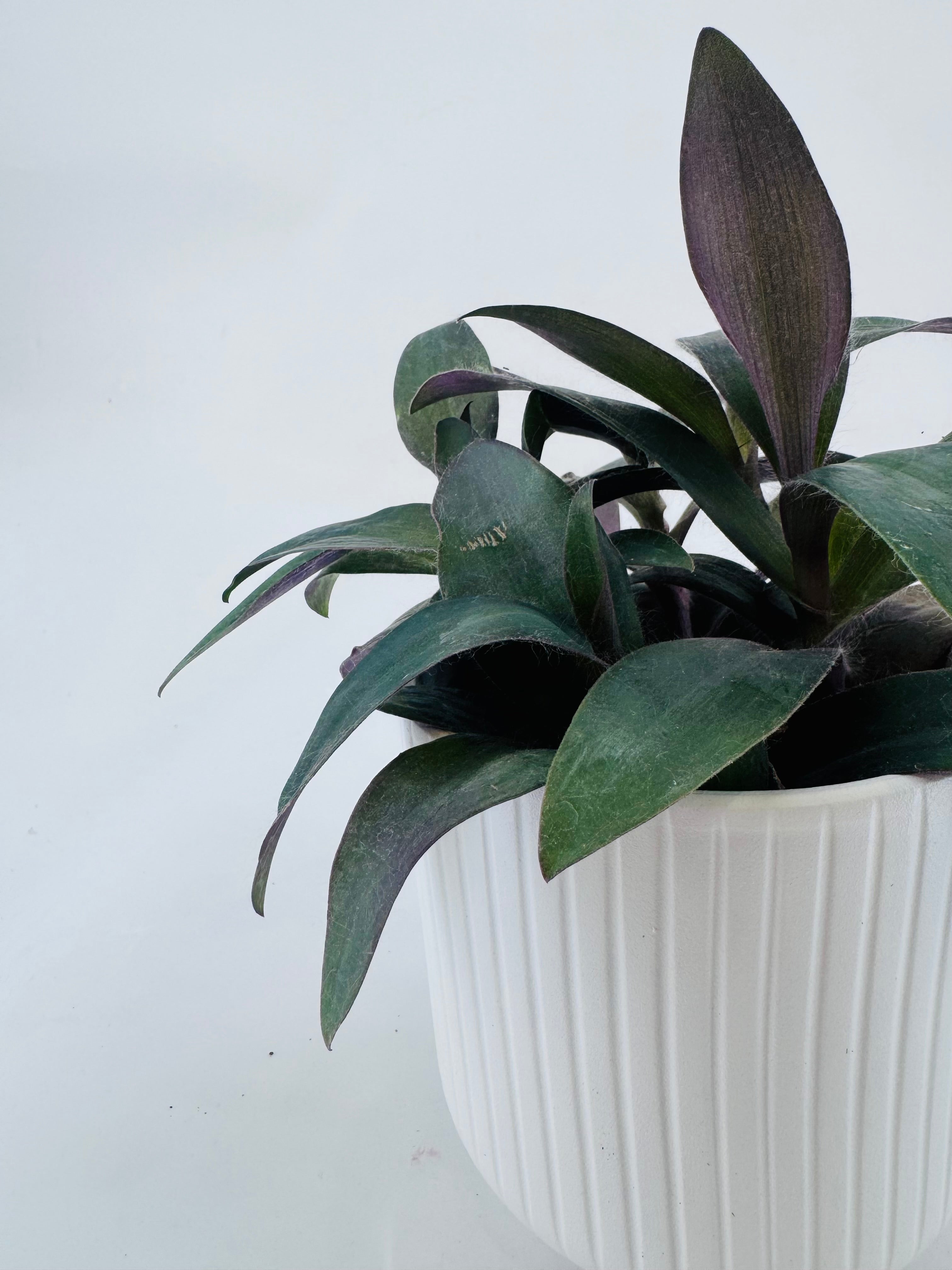 Tradescantia pallida Purpurea en maceta blanca con hojas púrpuras oscuras y verdes.