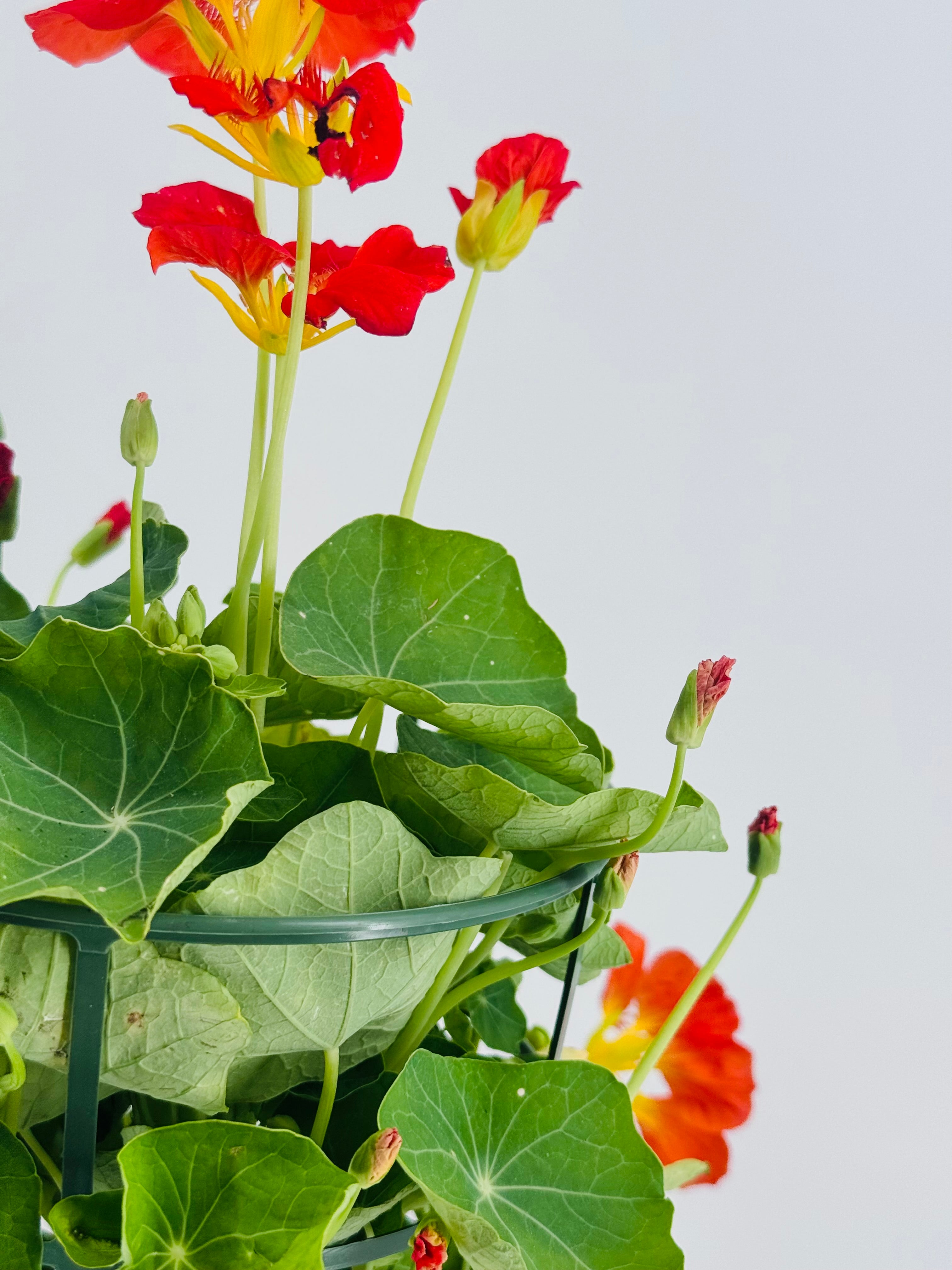 TROPAEOLUM MAJUS M13 CAPUCHINA