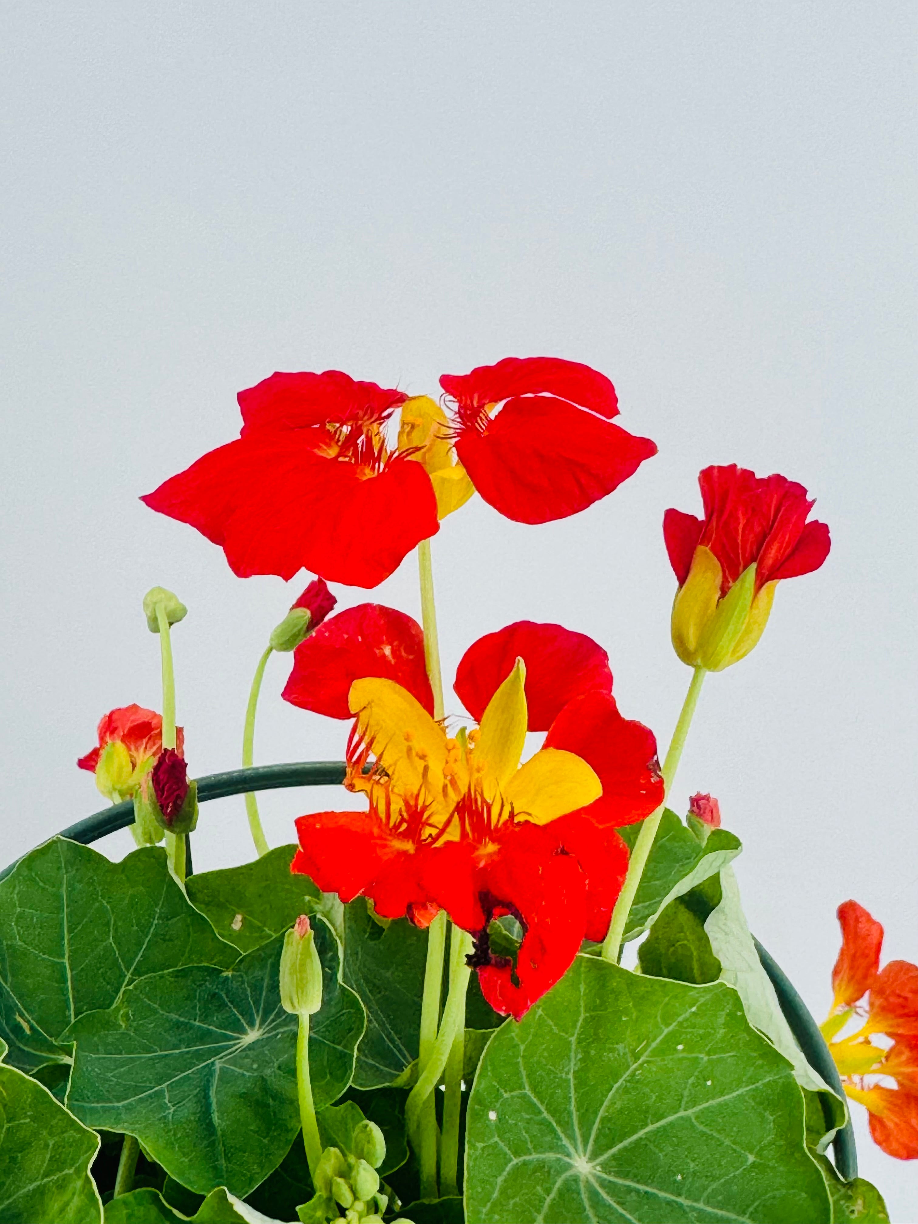 TROPAEOLUM MAJUS M13 CAPUCHINA