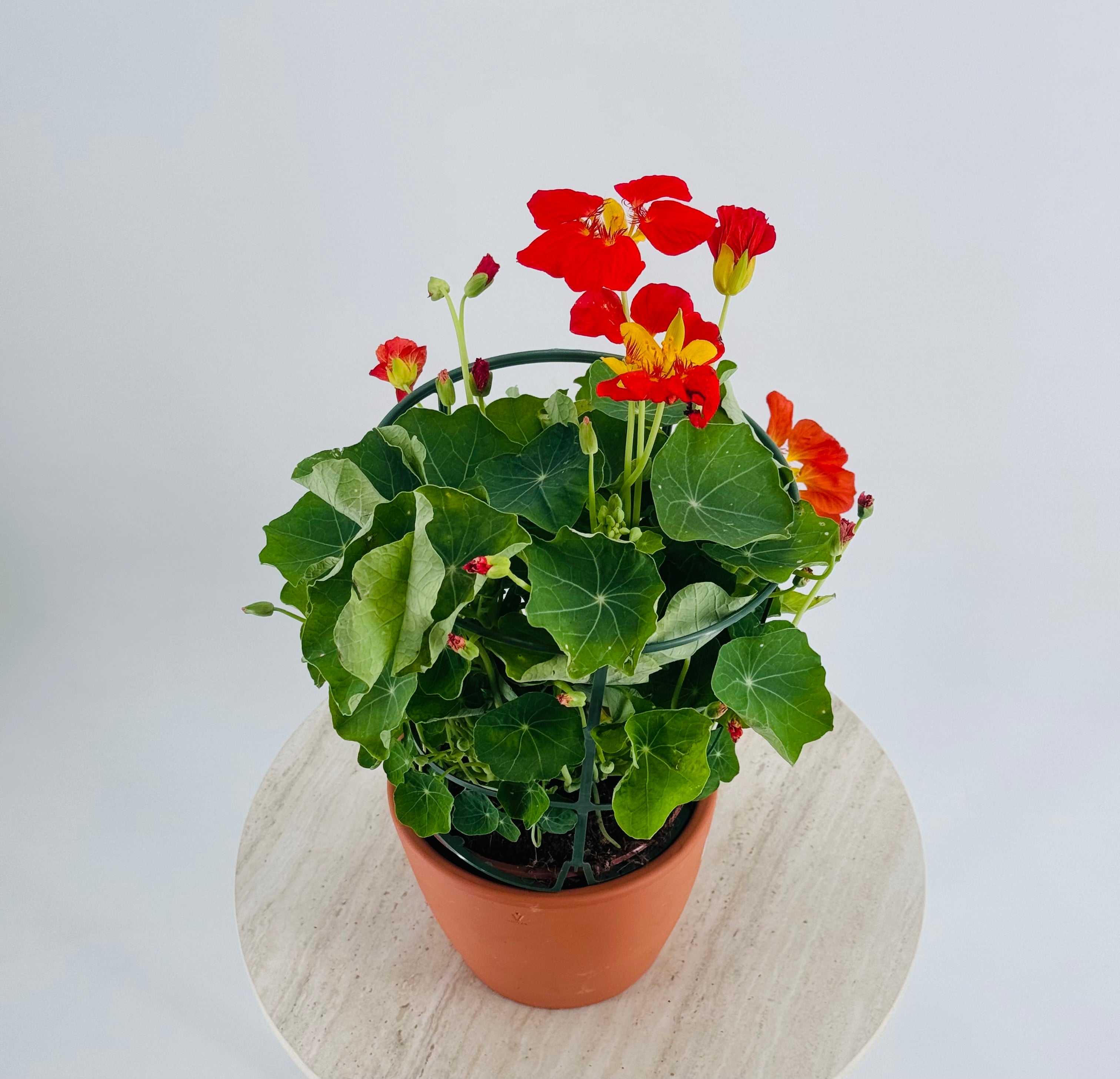 TROPAEOLUM MAJUS M13 CAPUCHINA