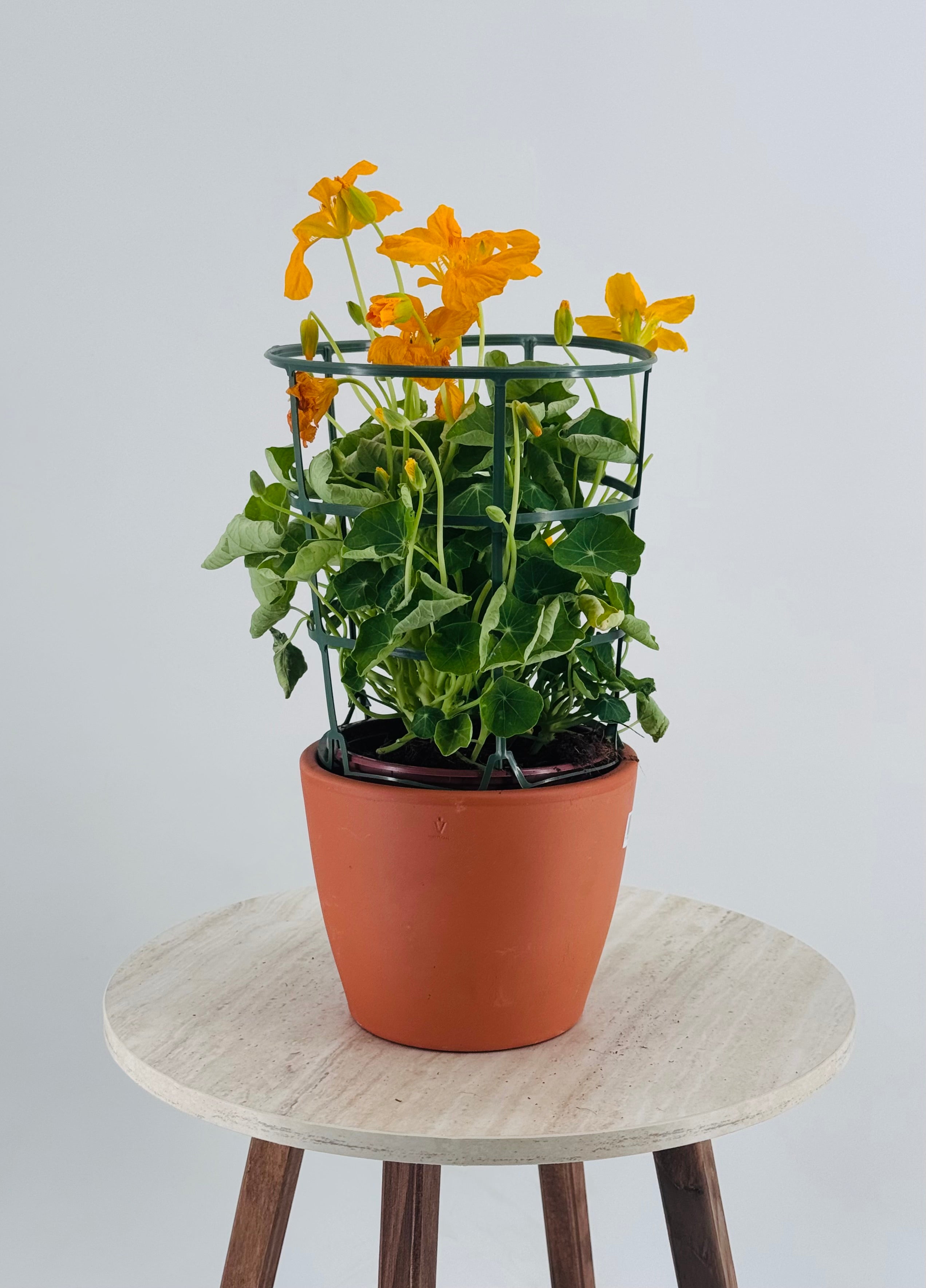 TROPAEOLUM MAJUS M13 CAPUCHINA