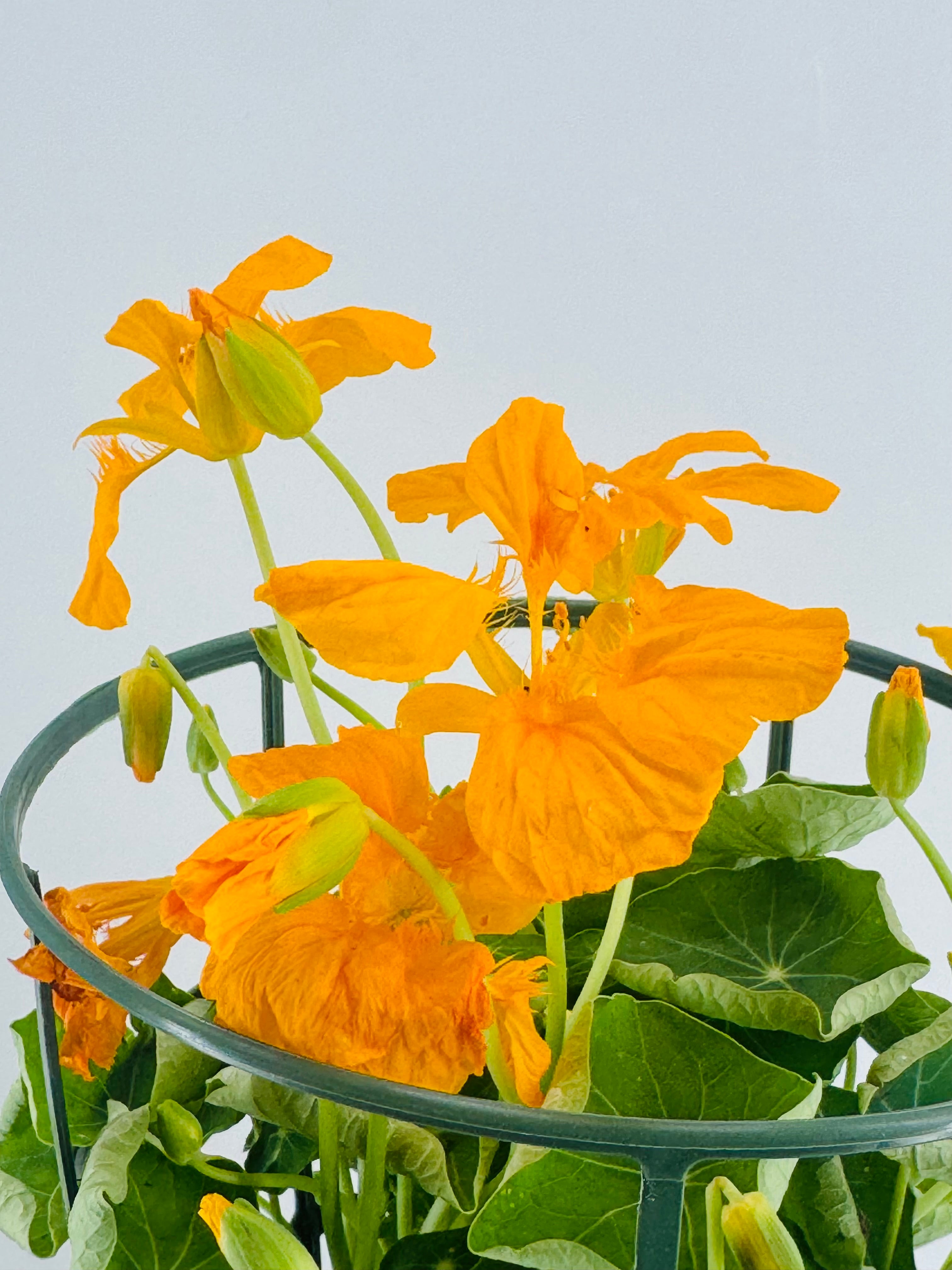 TROPAEOLUM MAJUS M13 CAPUCHINA