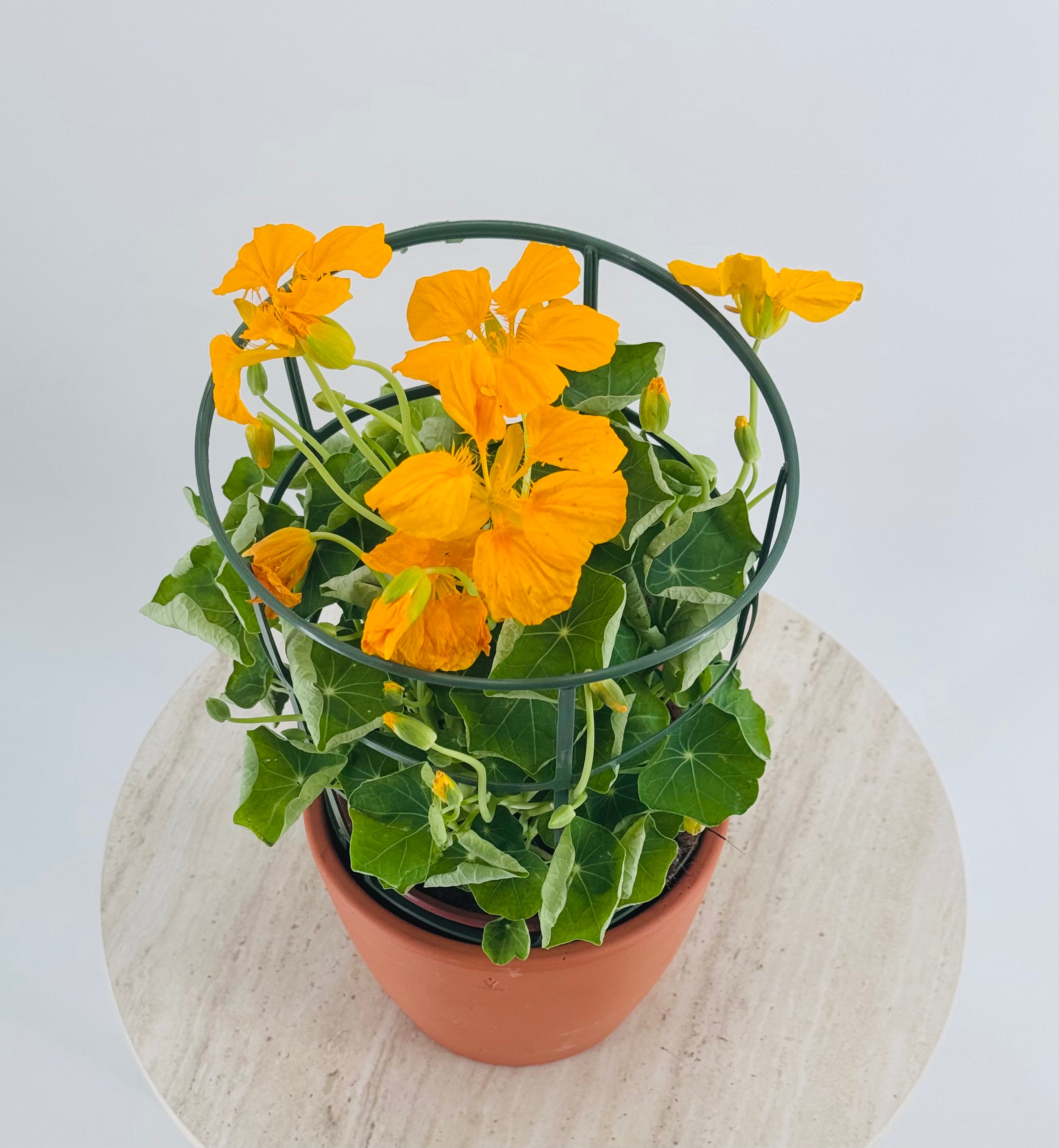 TROPAEOLUM MAJUS M13 CAPUCHINA