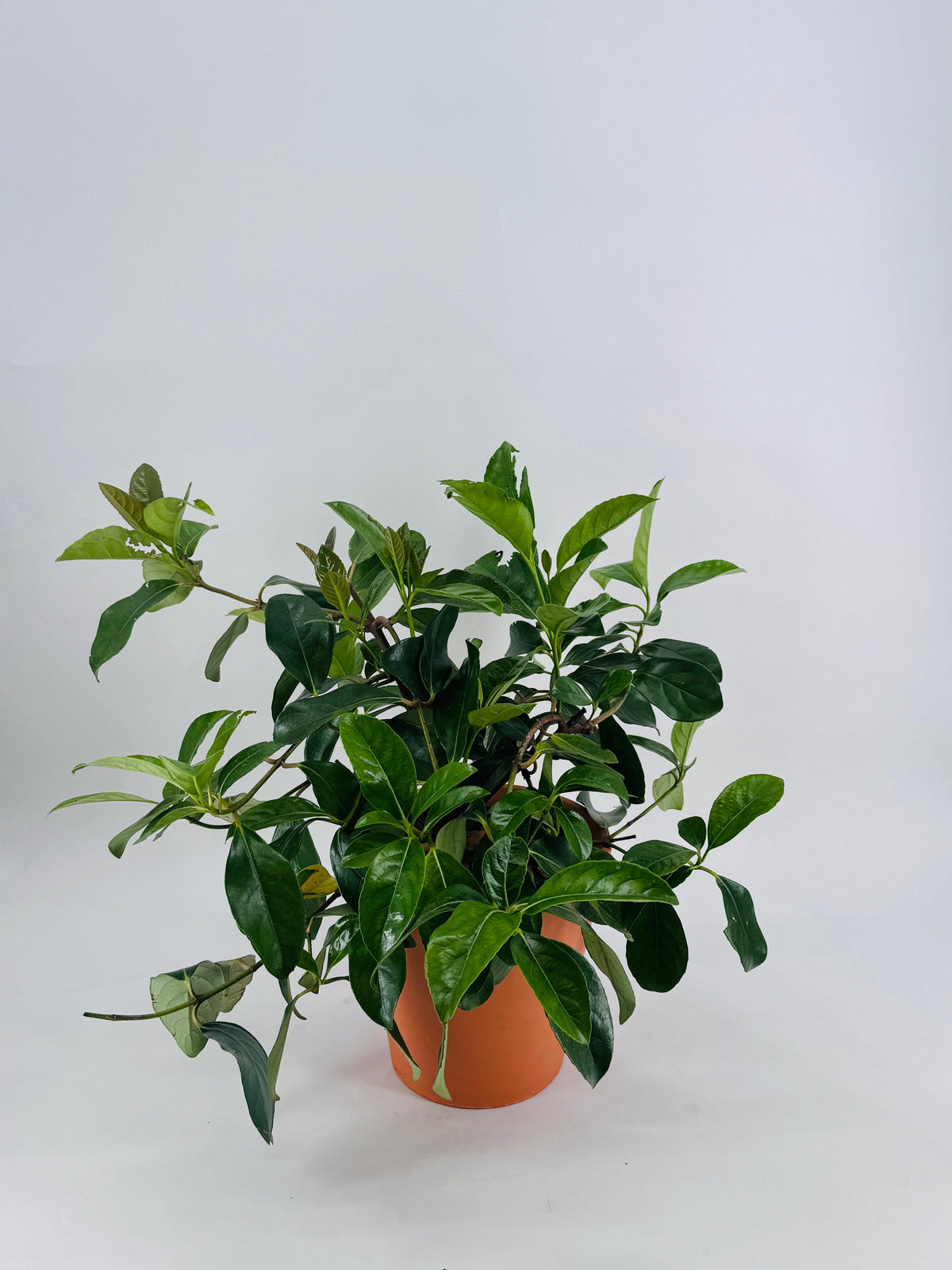 Viburnum lucidum en maceta terracota, arbusto de hojas verdes brillantes.