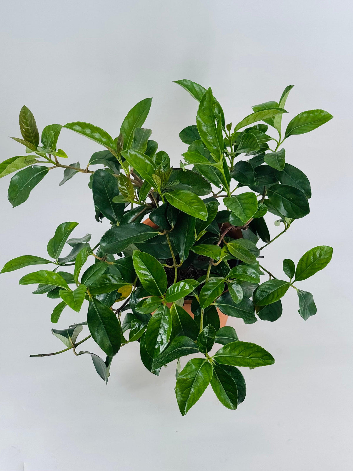 Viburnum lucidum C-22 en maceta, arbusto de hojas verdes brillantes y ovaladas.