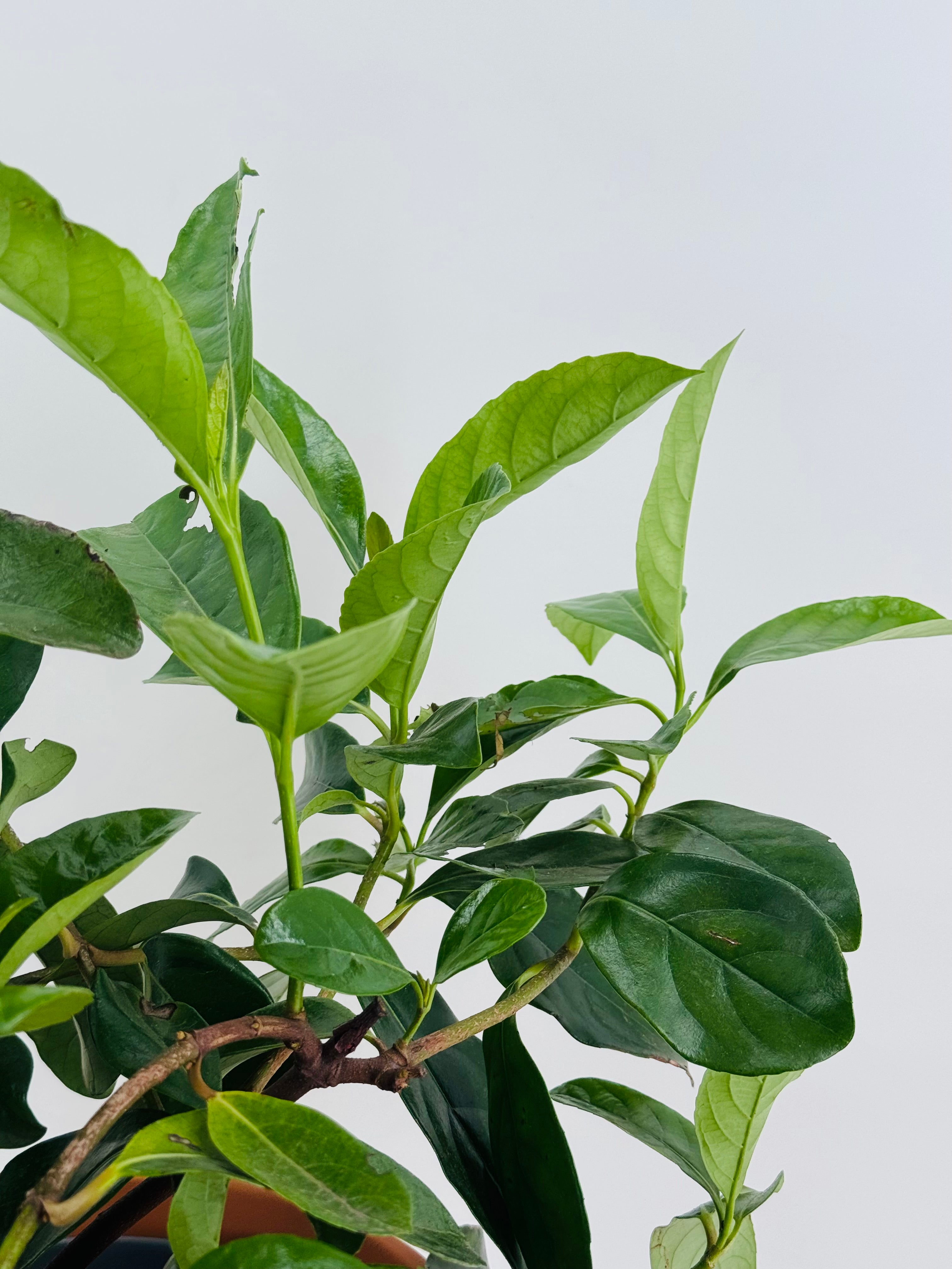 VIBURNUM LUCIDUM C-22