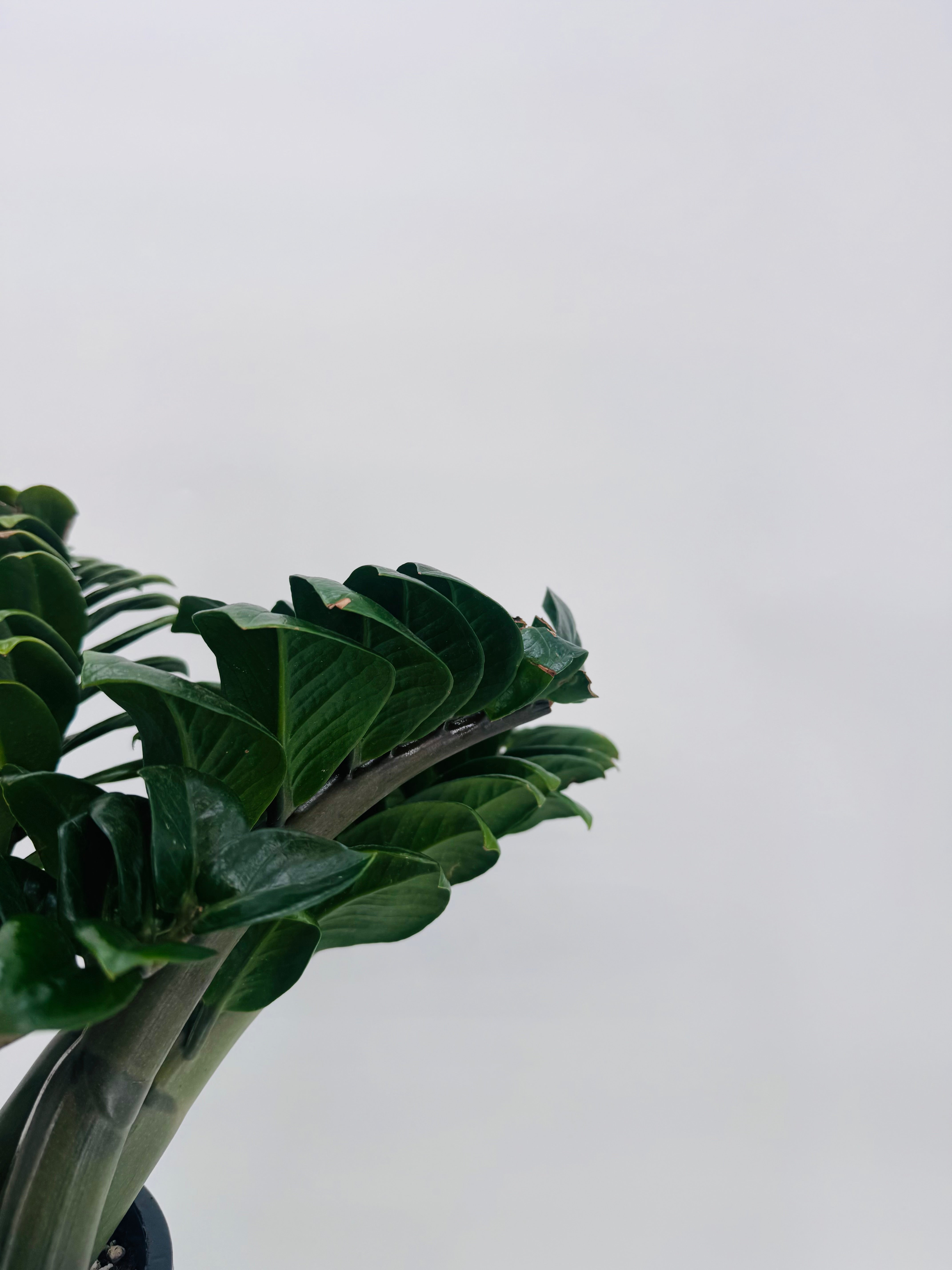 ZAMIOCULCAS ZAMIIFOLIA ZENZI M21