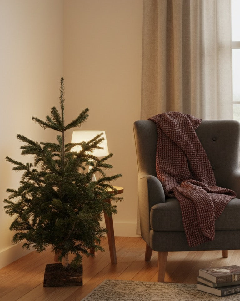 ABIES NORDMANNIANA KIT COPA + BASE 100/125