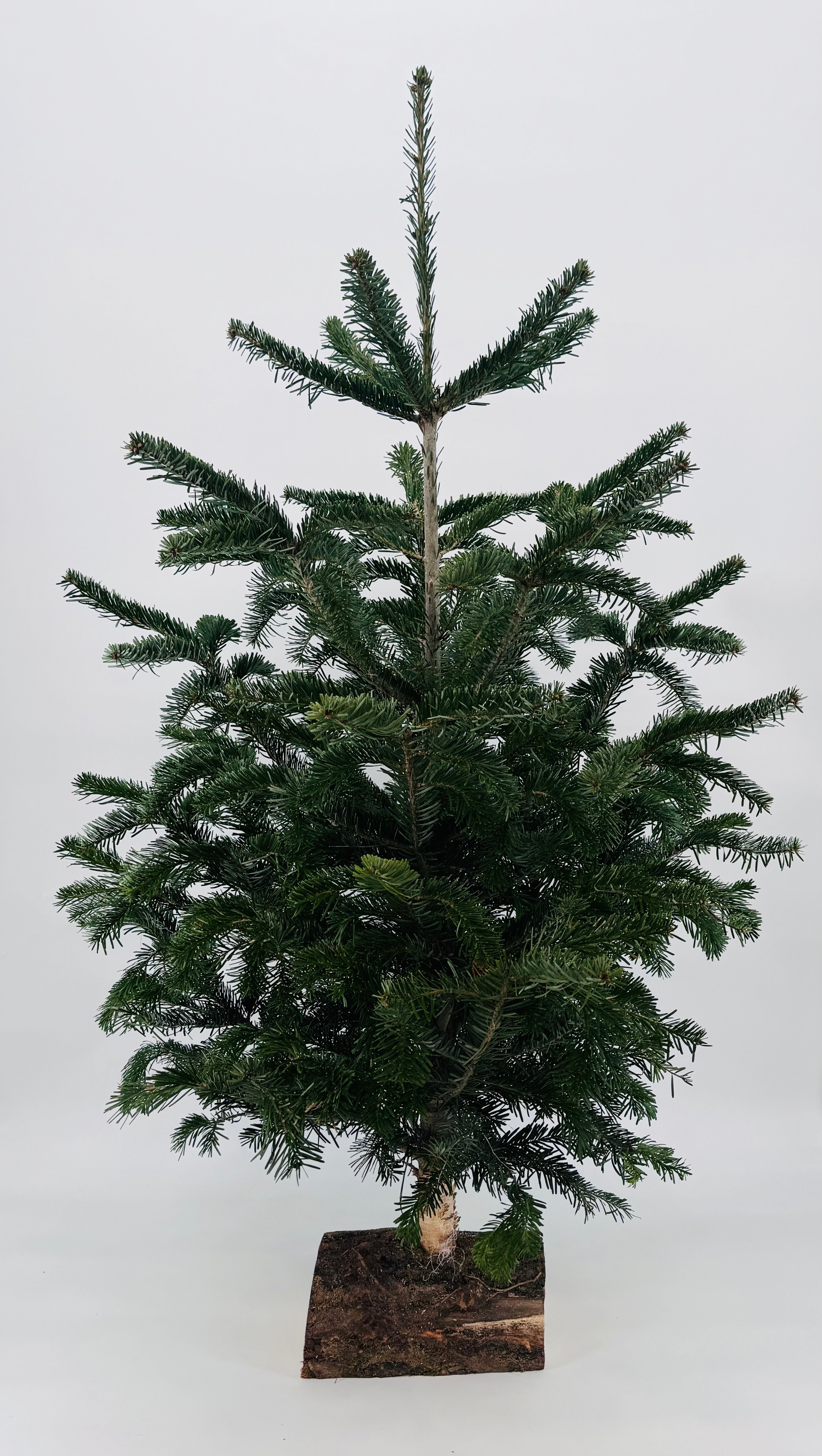 ABIES NORDMANNIANA KIT COPA + BASE 100/125