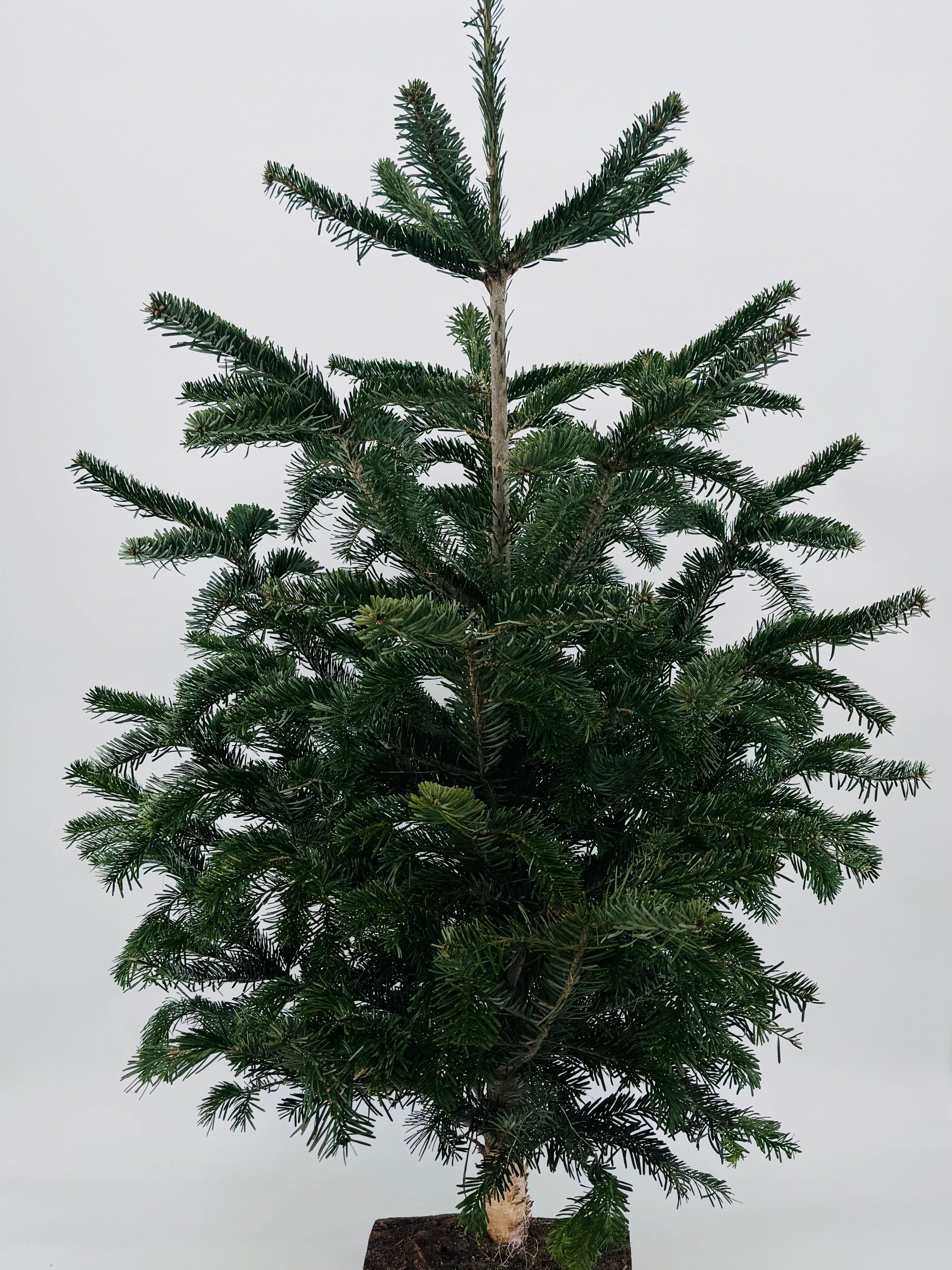 ABIES NORDMANNIANA KIT COPA + BASE 100/125