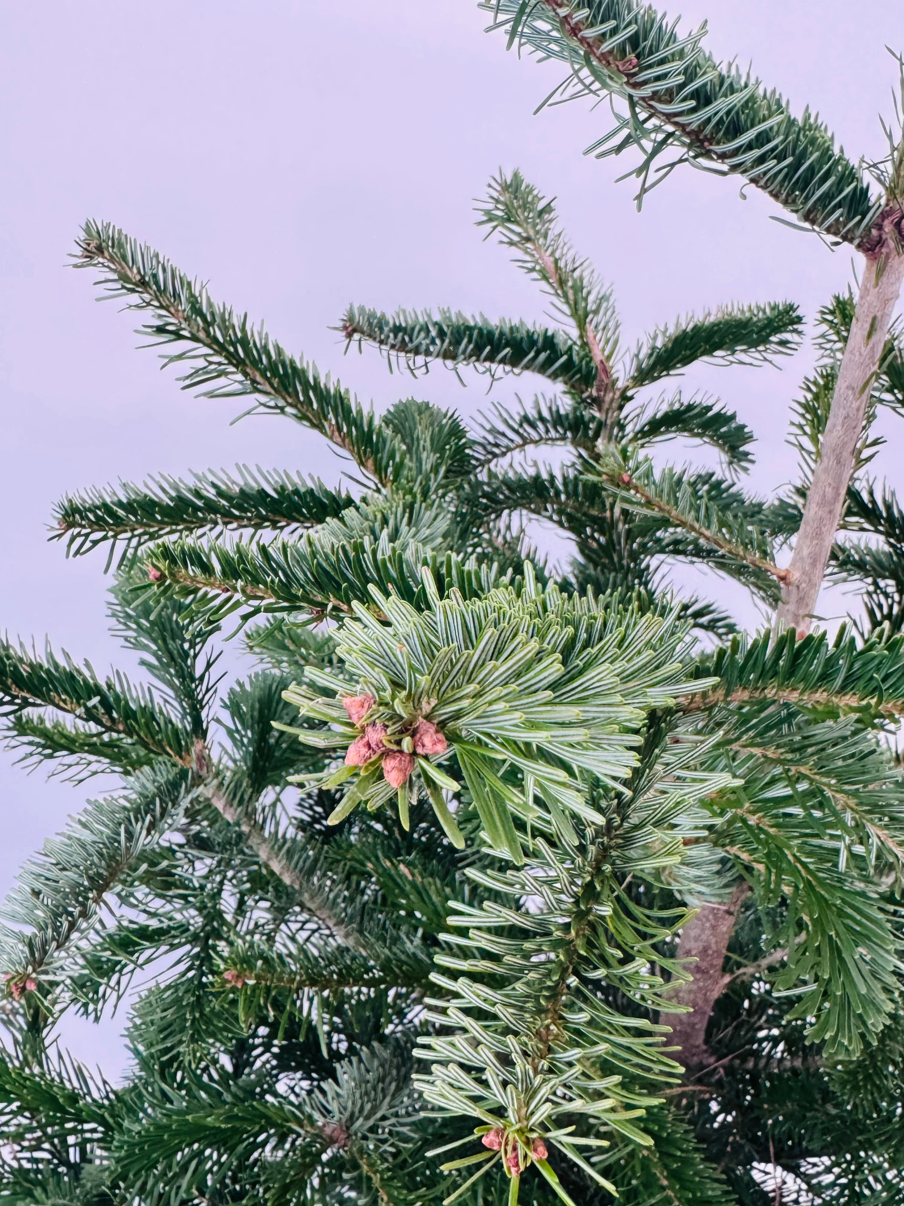 ABIES NORDMANNIANA KIT COPA + BASE 100/125