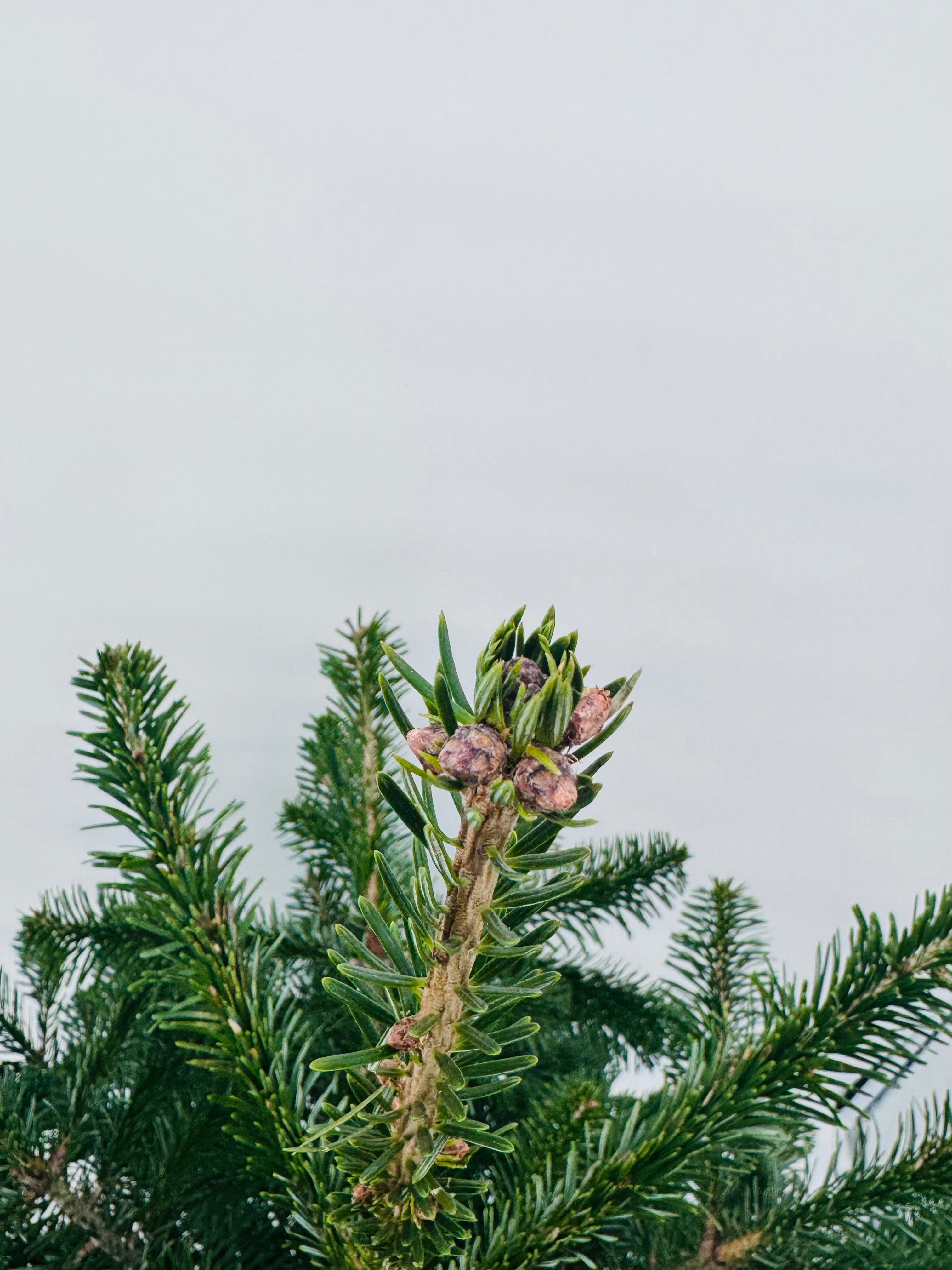 ABIES NORDMANNIANA KIT COPA + BASE 100/125