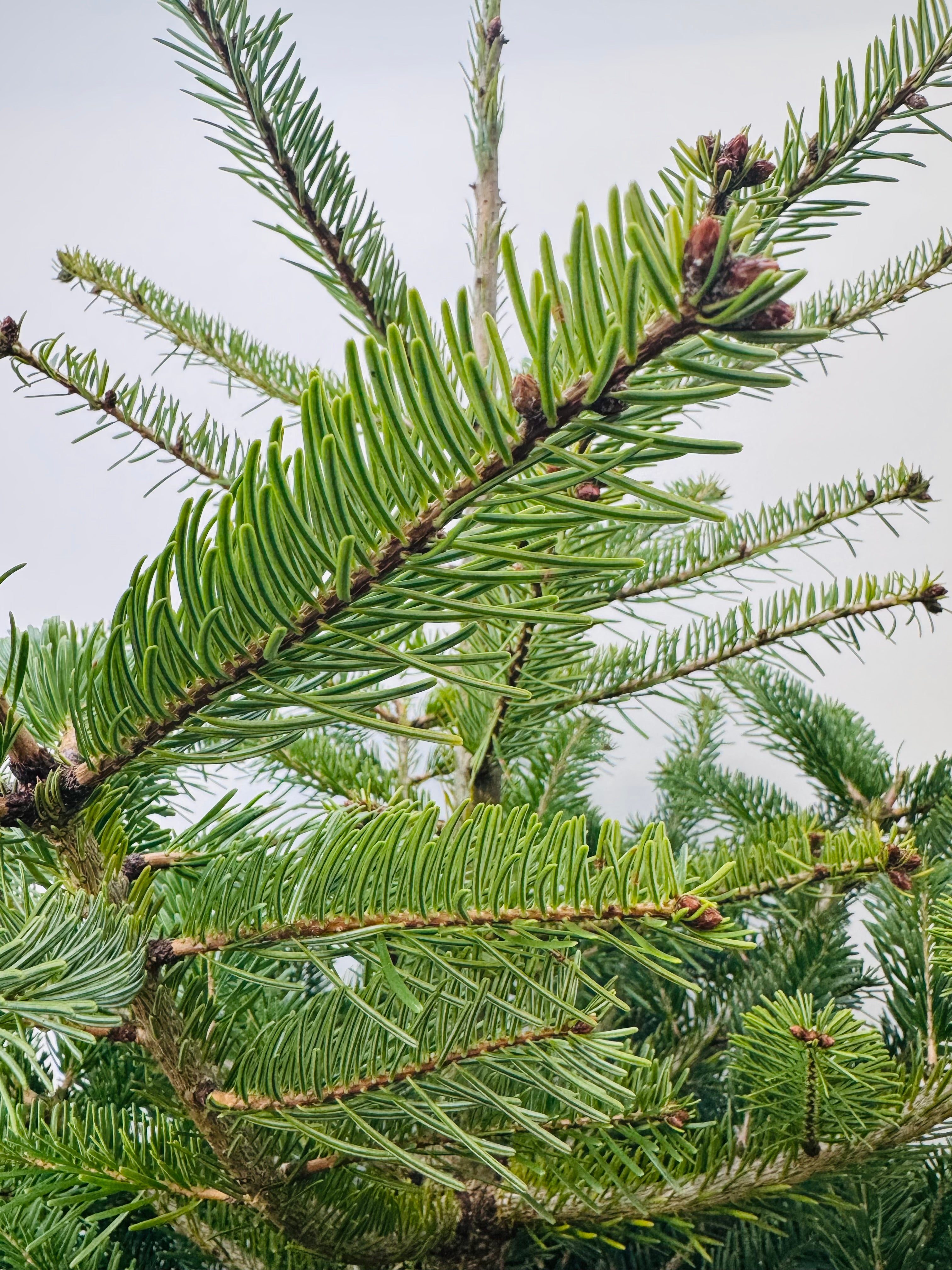 ABIES NORDMANNIANA 125/150