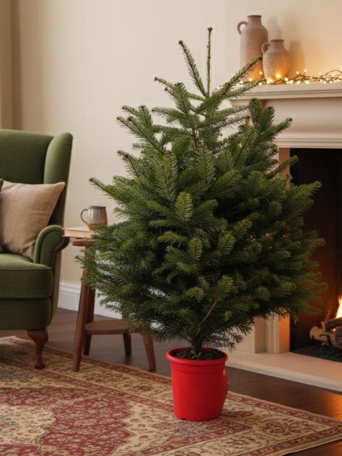 ABIES NORDMANNIANA 125/150