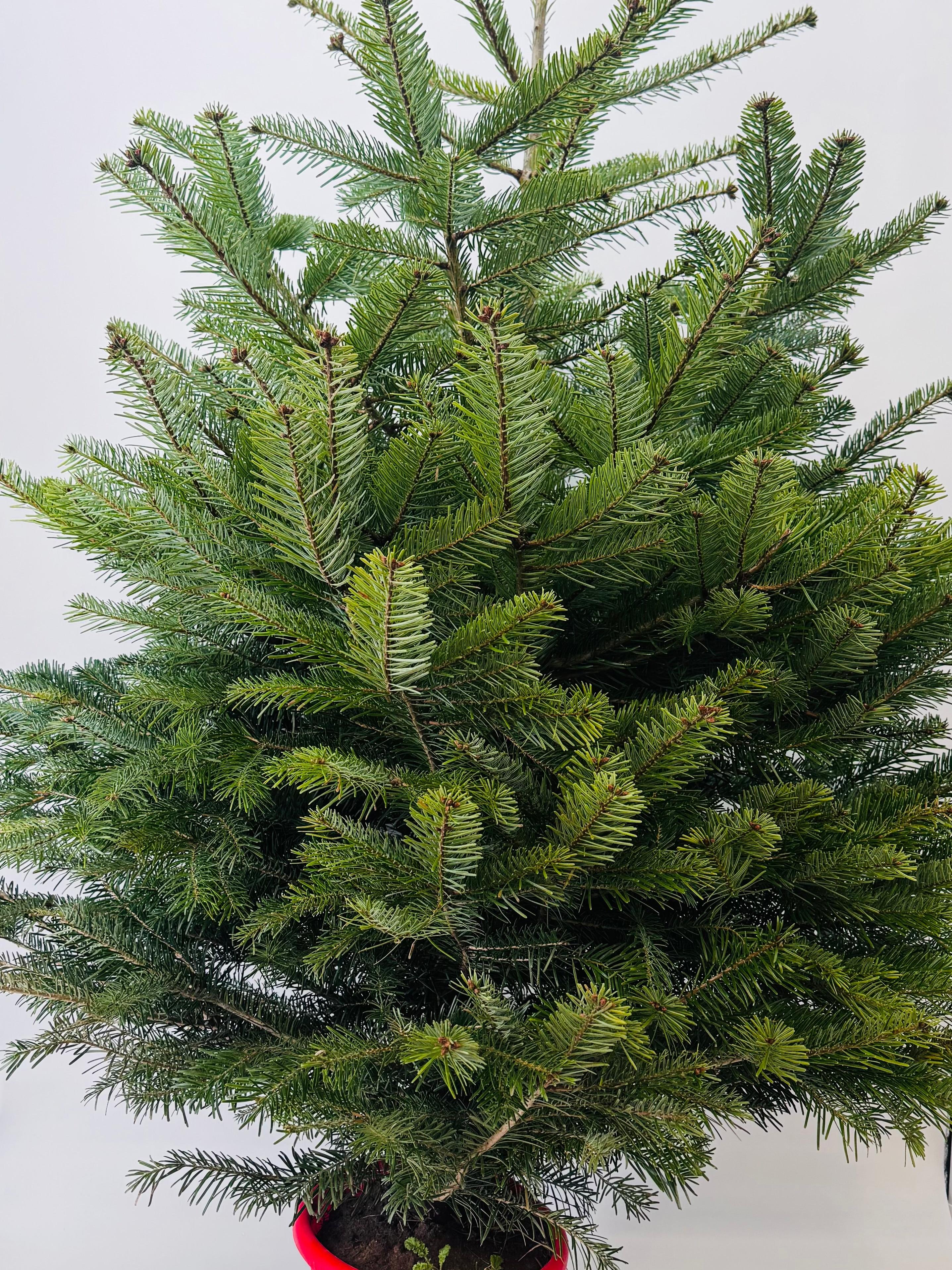 ABIES NORDMANNIANA 125/150
