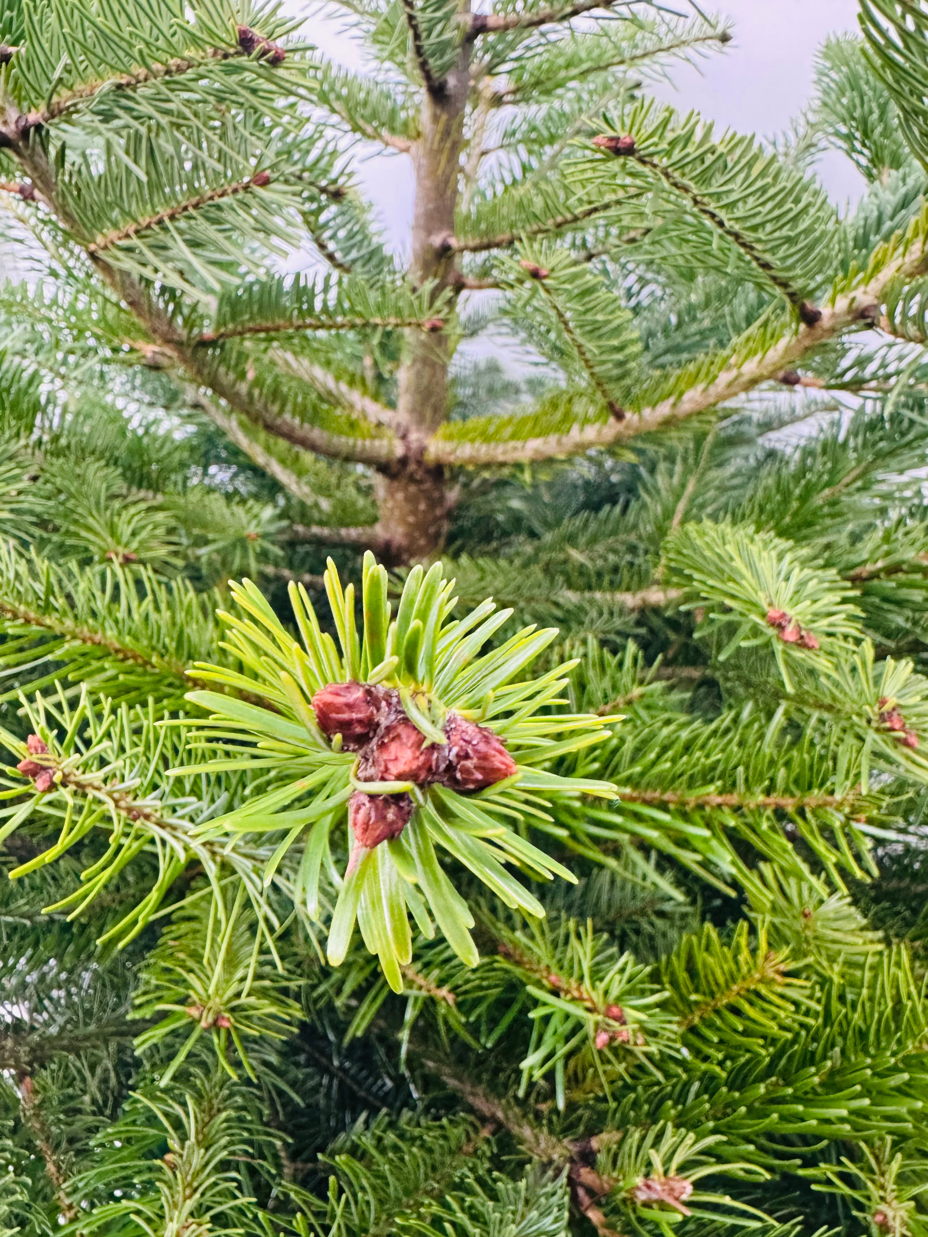 ABIES NORDMANNIANA 125/150