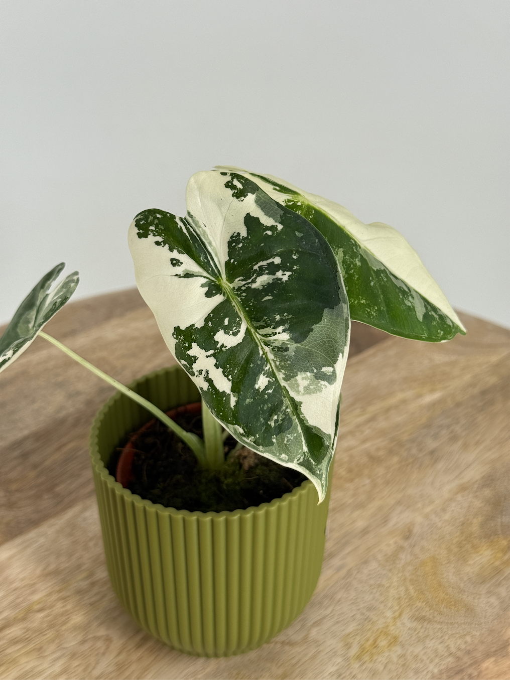 ALOCASIA FRYDEK VARIEGATA M8